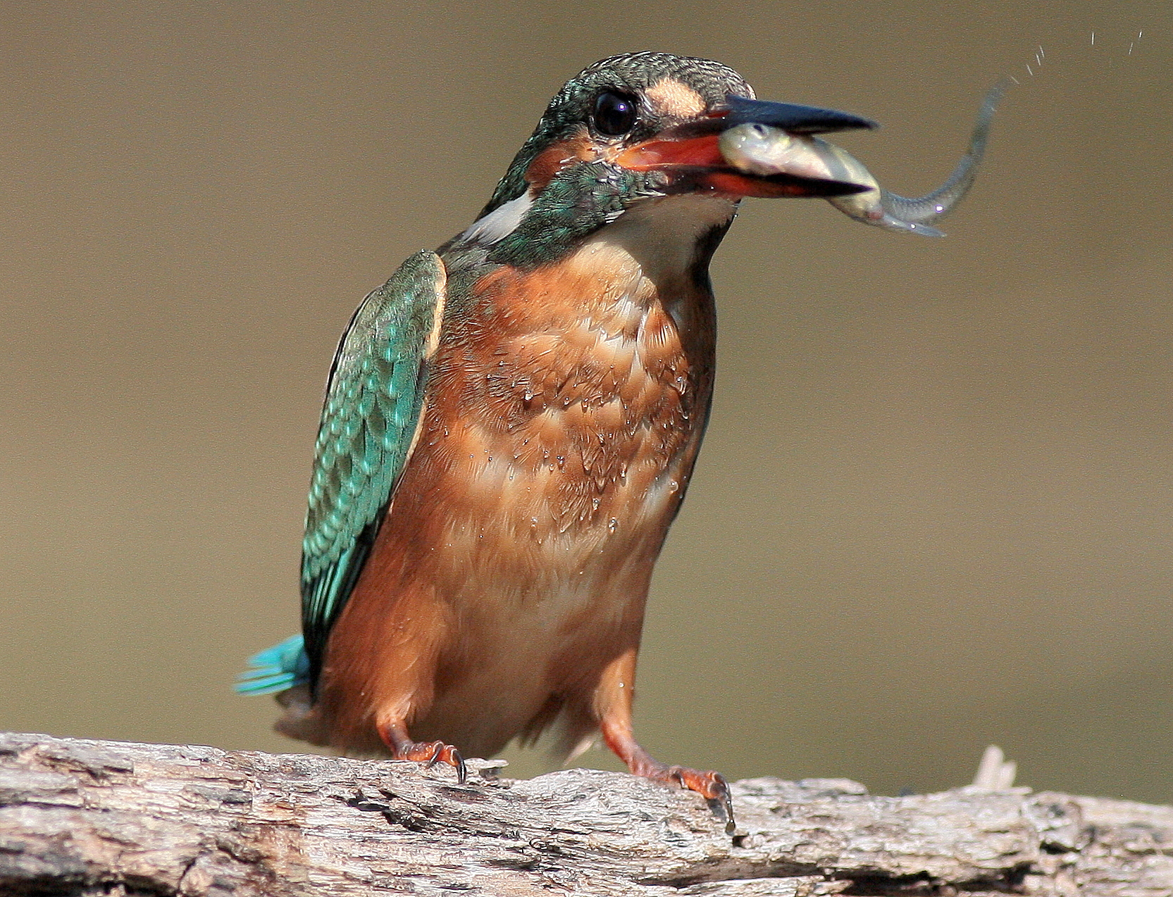 martin pescatore con preda-Alcedo atthis-kingfisher