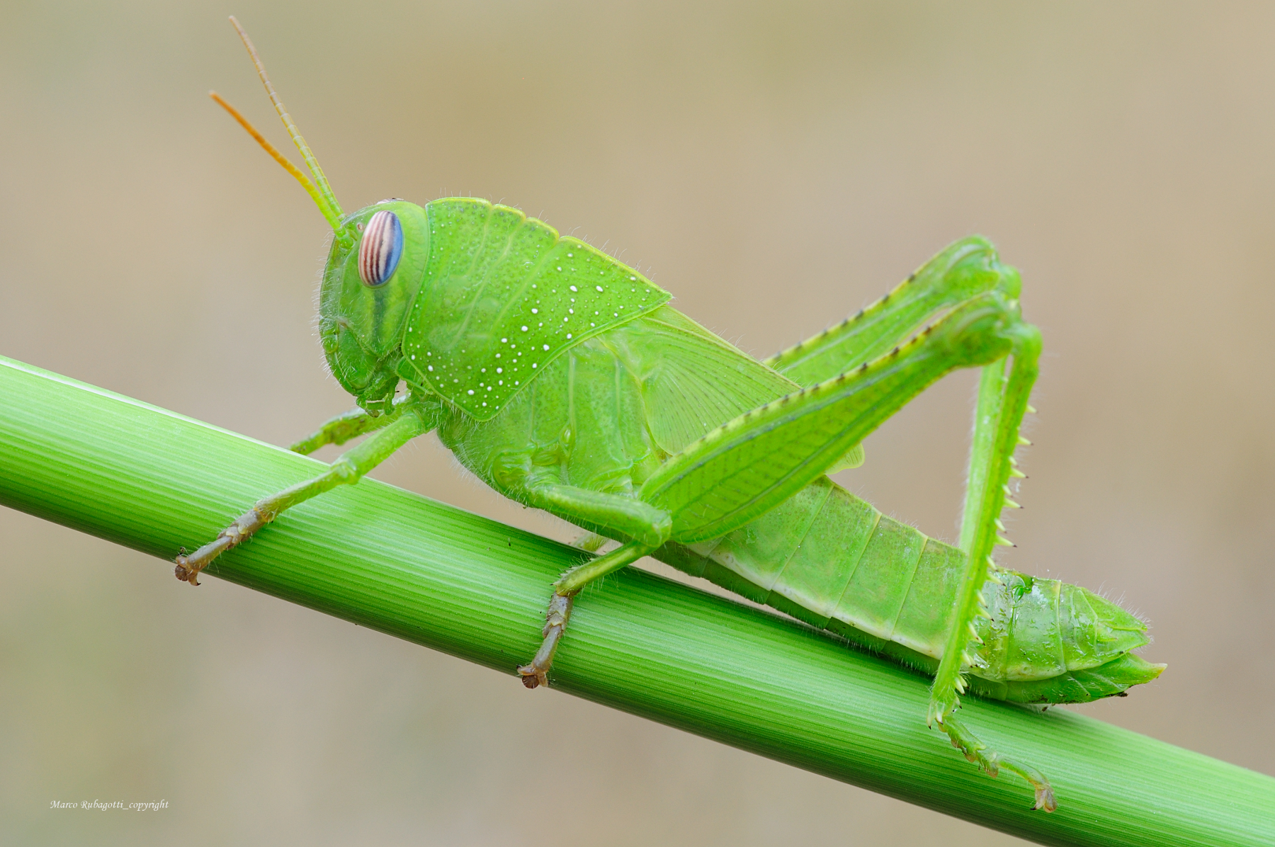 Anacridium Aegyptium_1