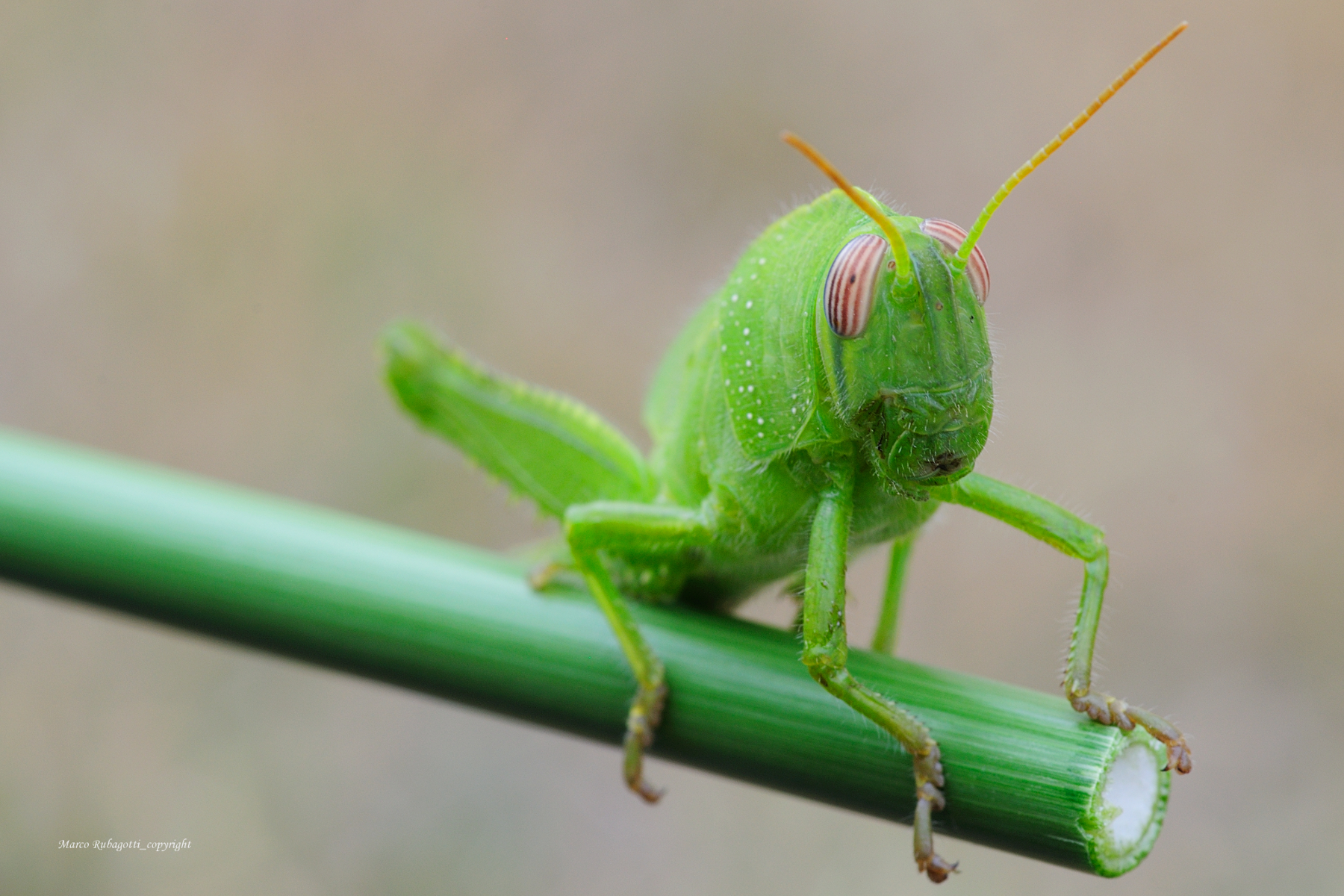 Anacridium Aegyptium_2