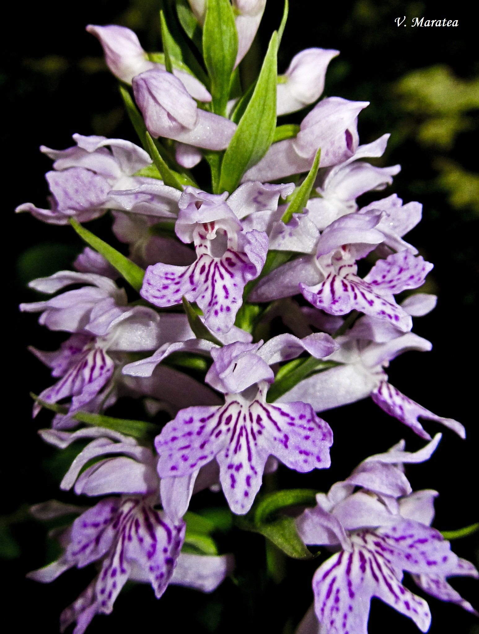 Dactylorhiza maculata