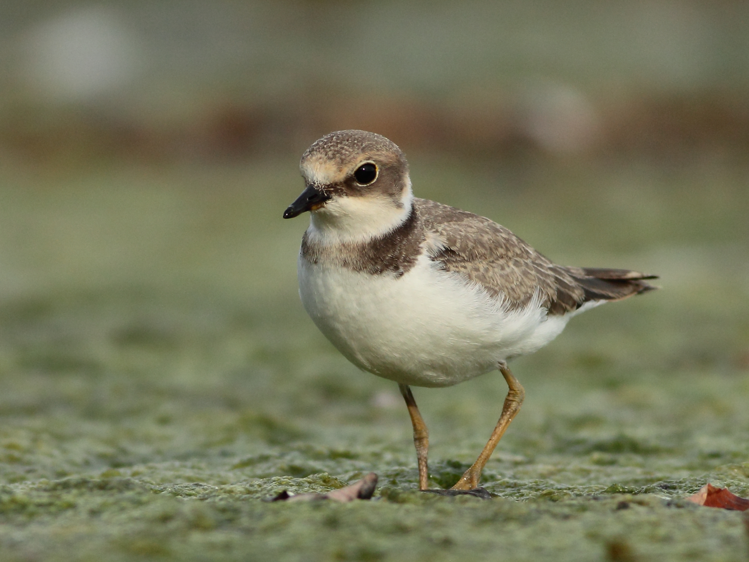 Corriere piccolo Juv.