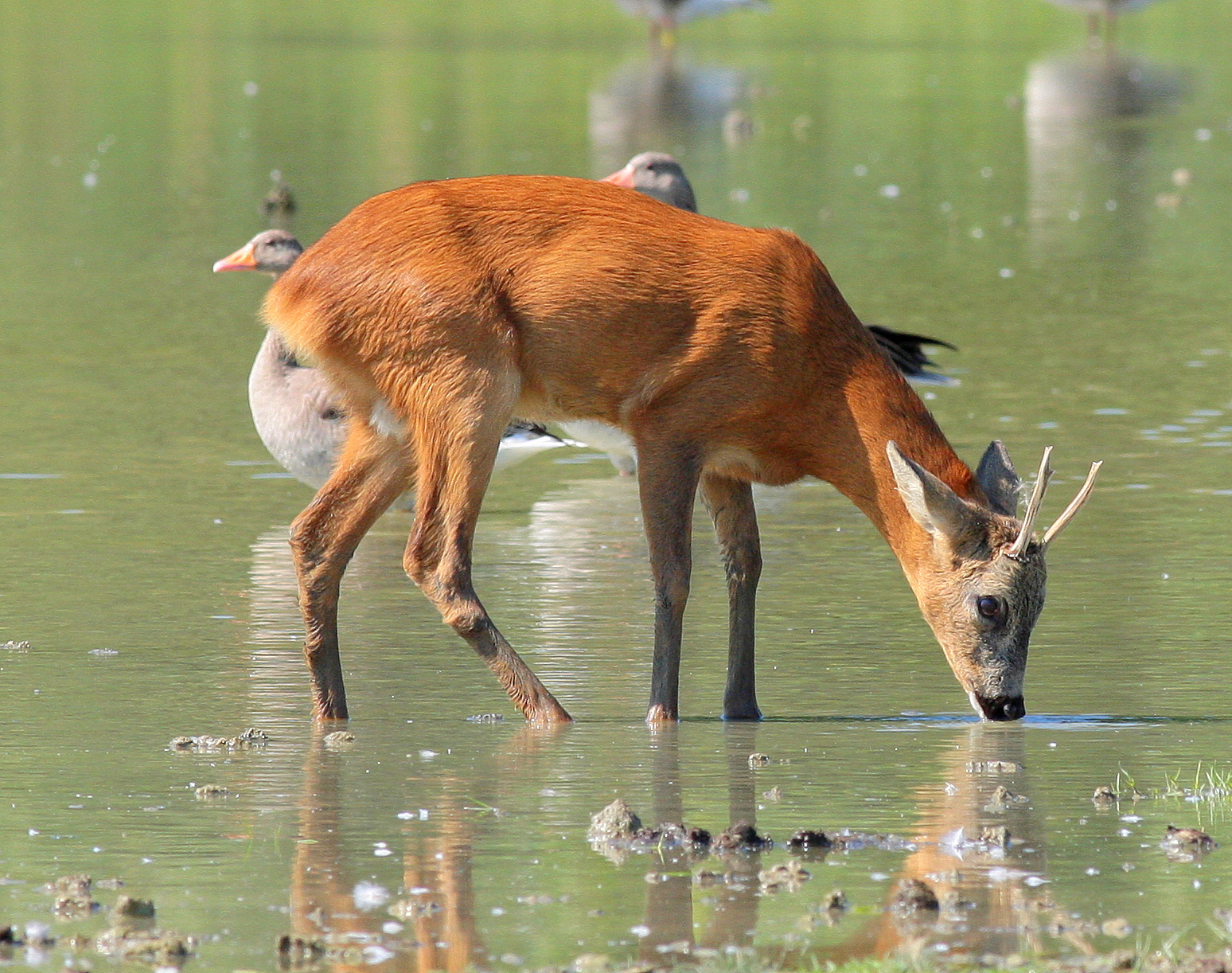 Capriolo / capreolus capreolus