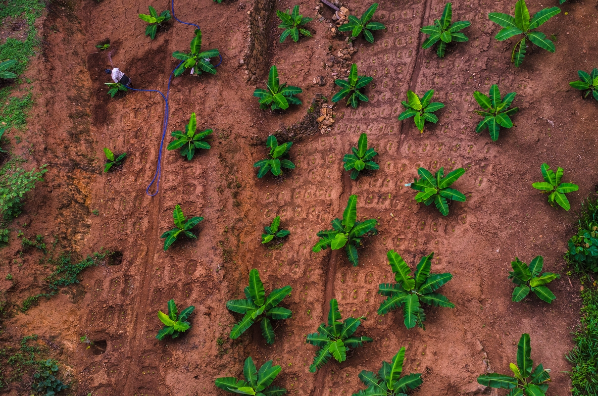 Sri Lanka - Banana Plantation