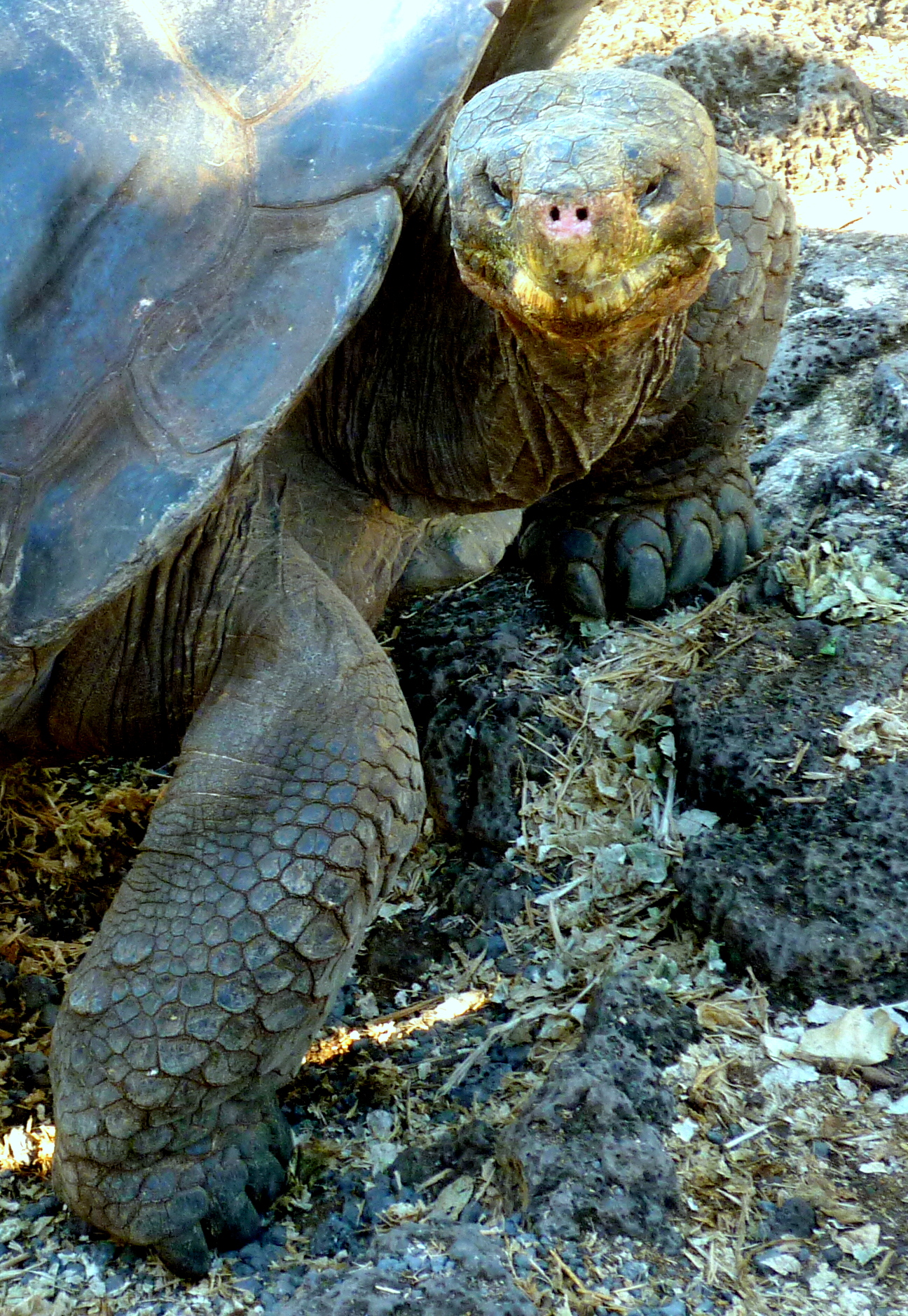 Tartaruga delle Galapagos