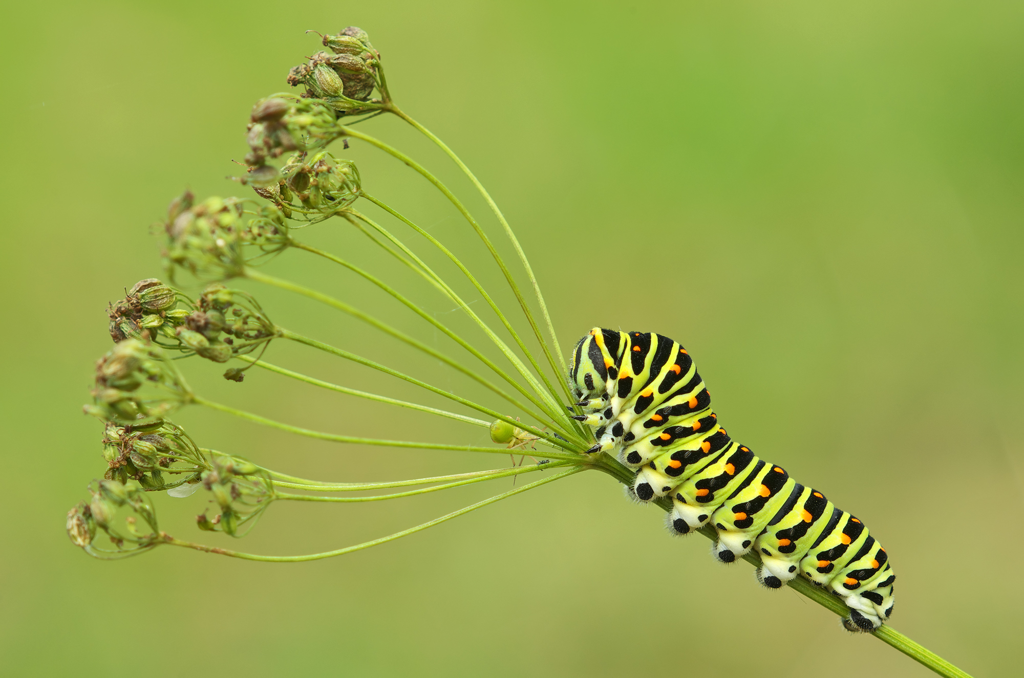 Papilio machaon