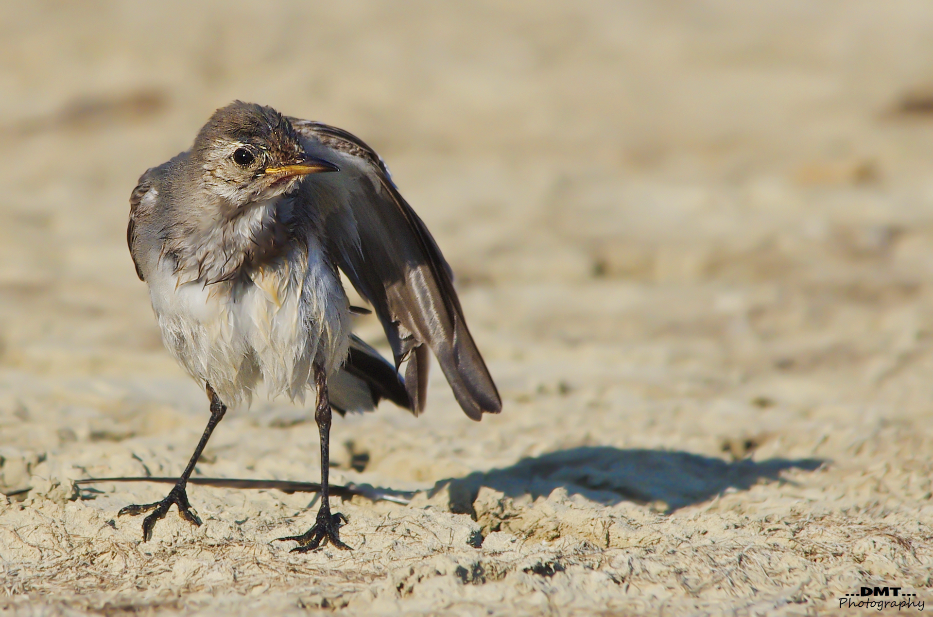 Ballerina giovane, all'asciugatura