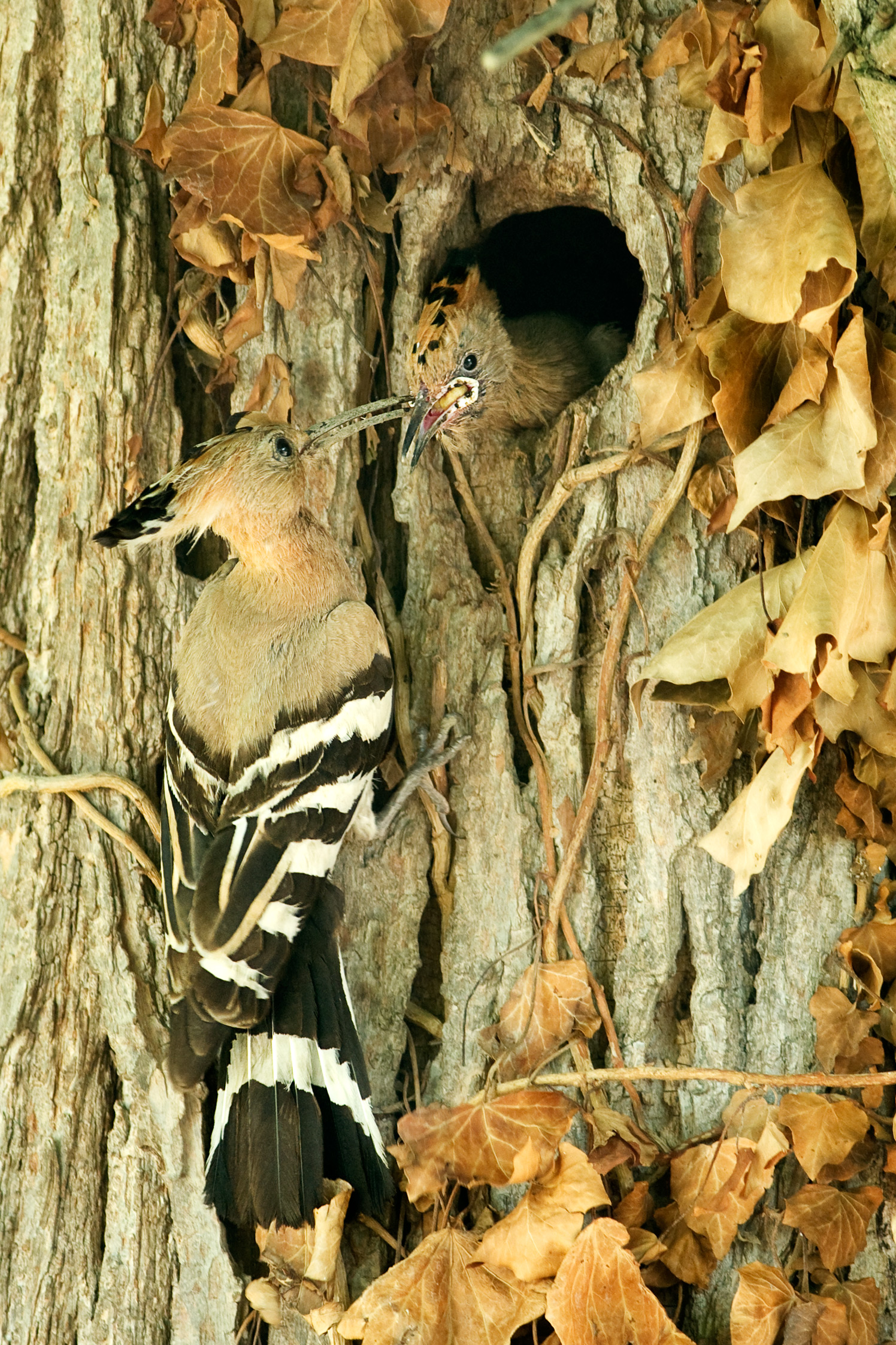 il pranzo è servito