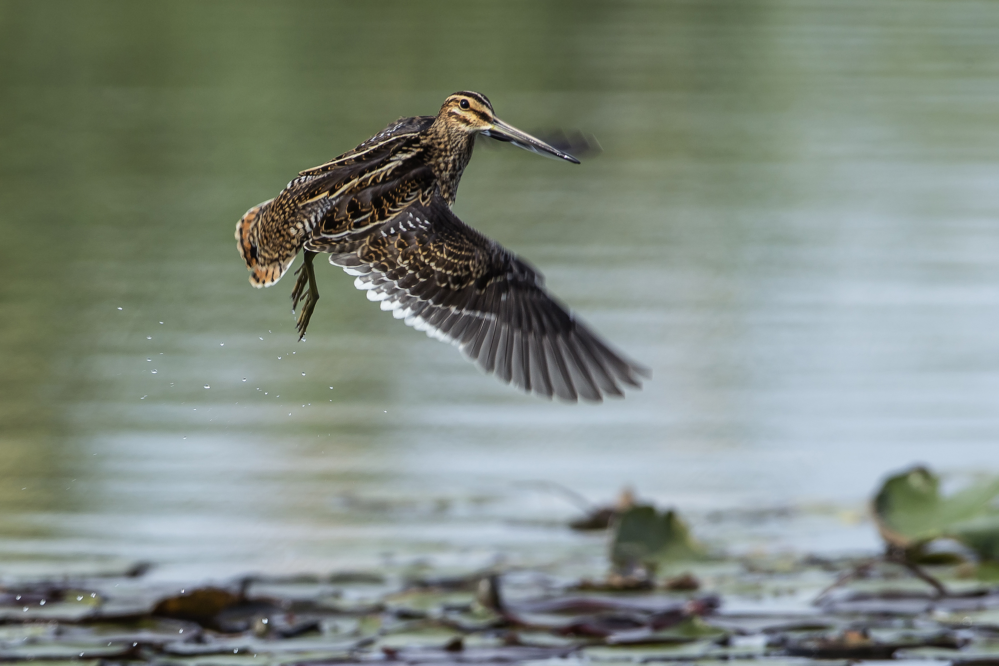 Beccacino stacco.....