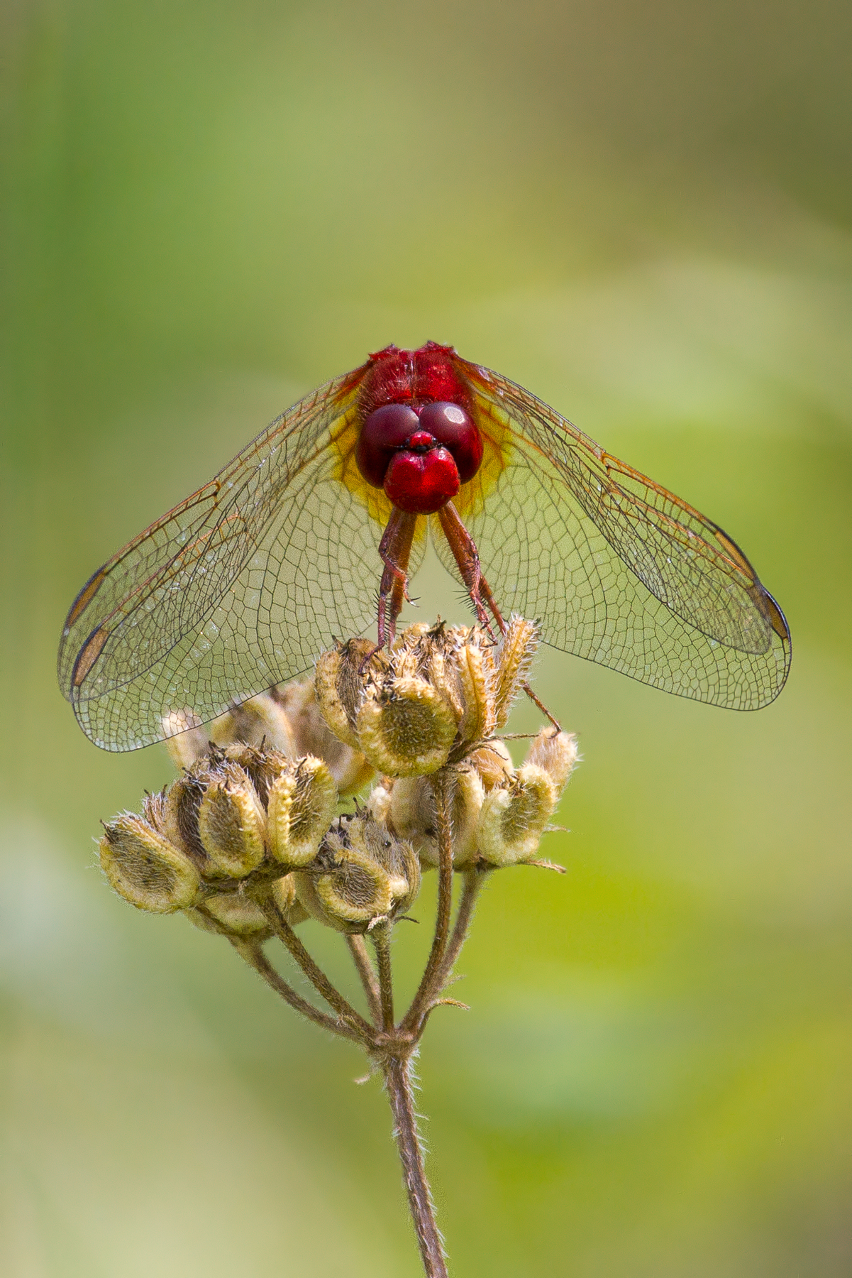 Crocothemis erythraea