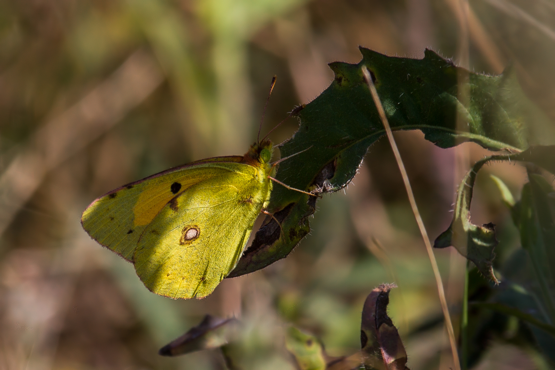 Colias crocea