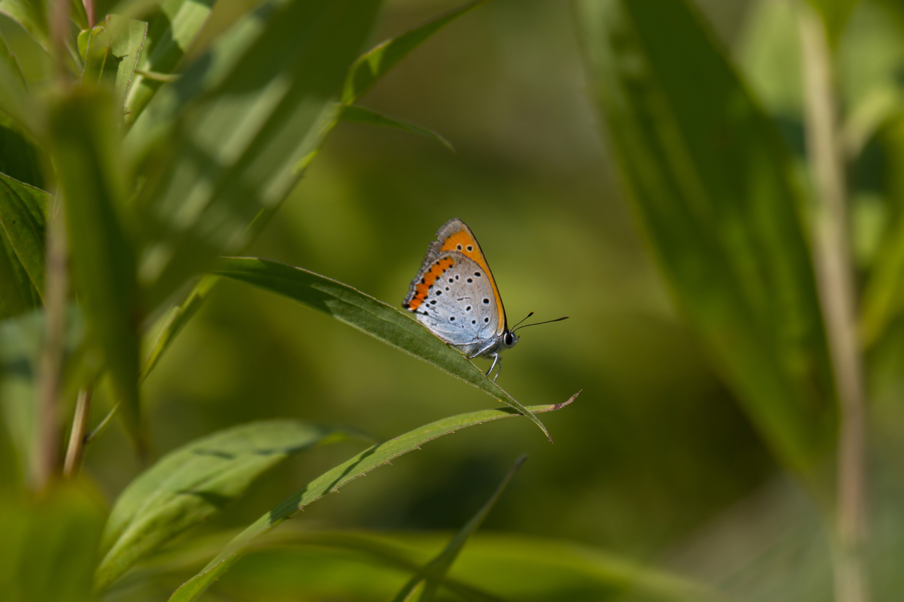 Lycaena dispar