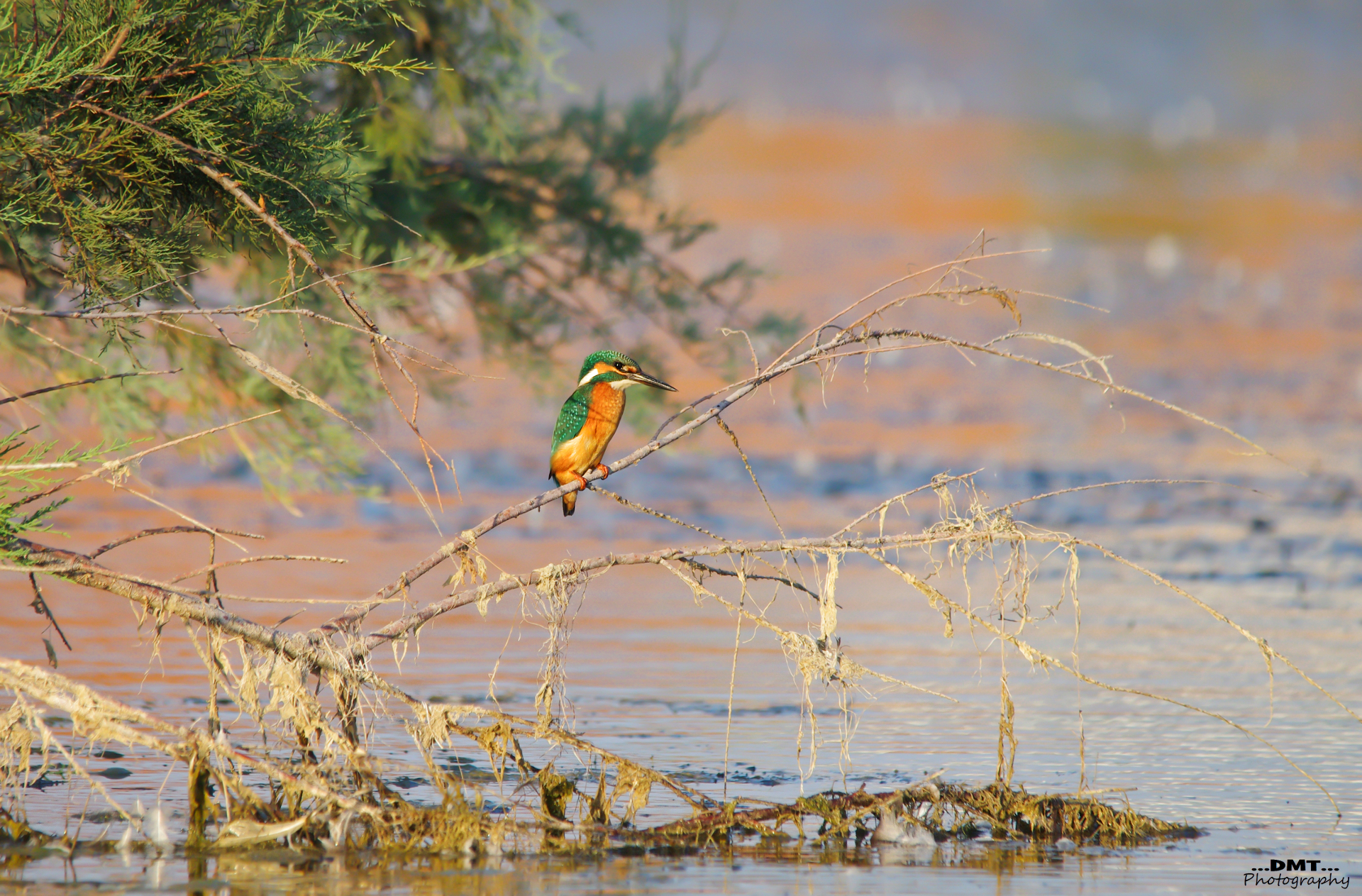 Enchanted lake .. (Kingfisher)