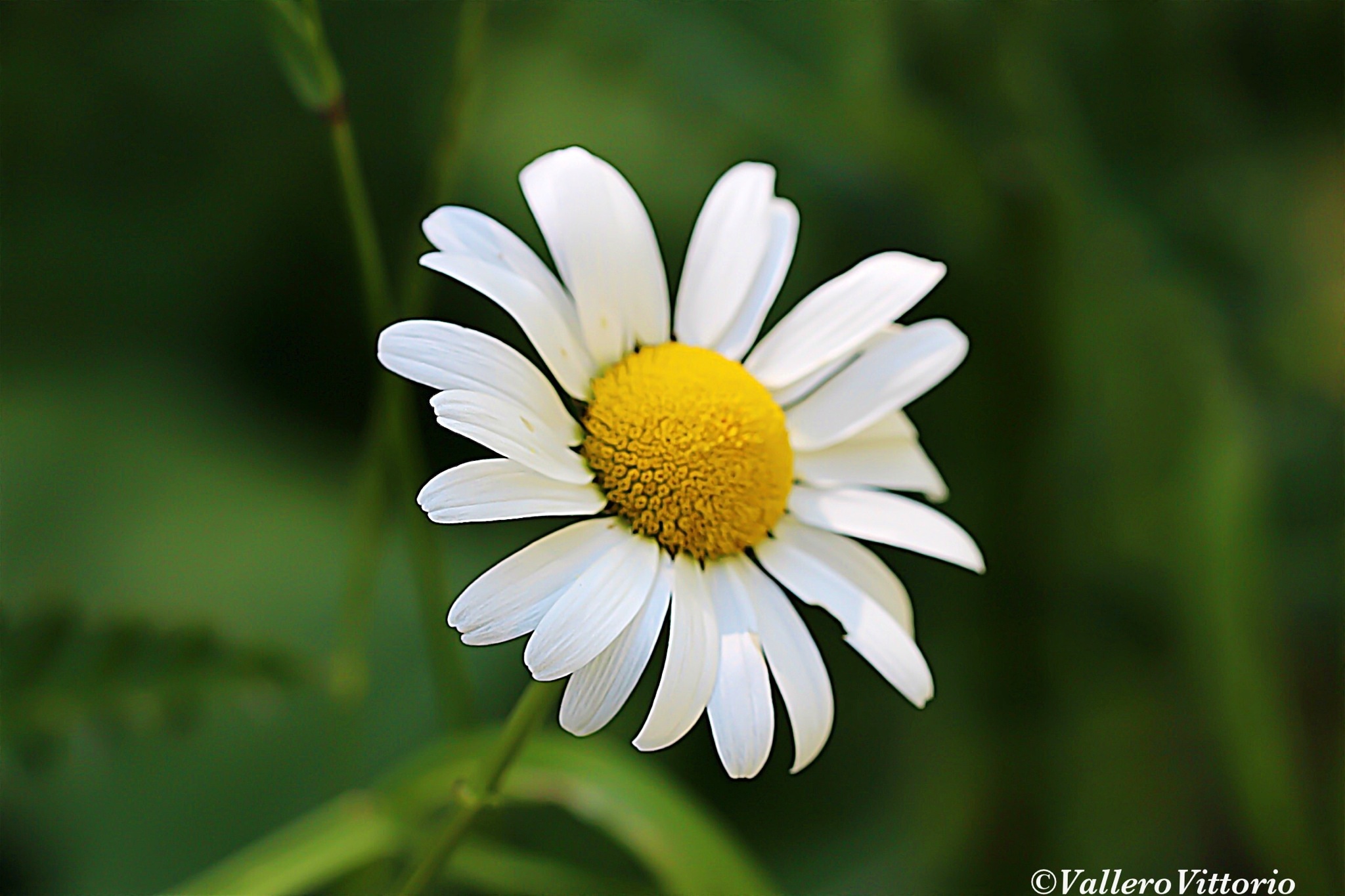 Simply ... Margaret.