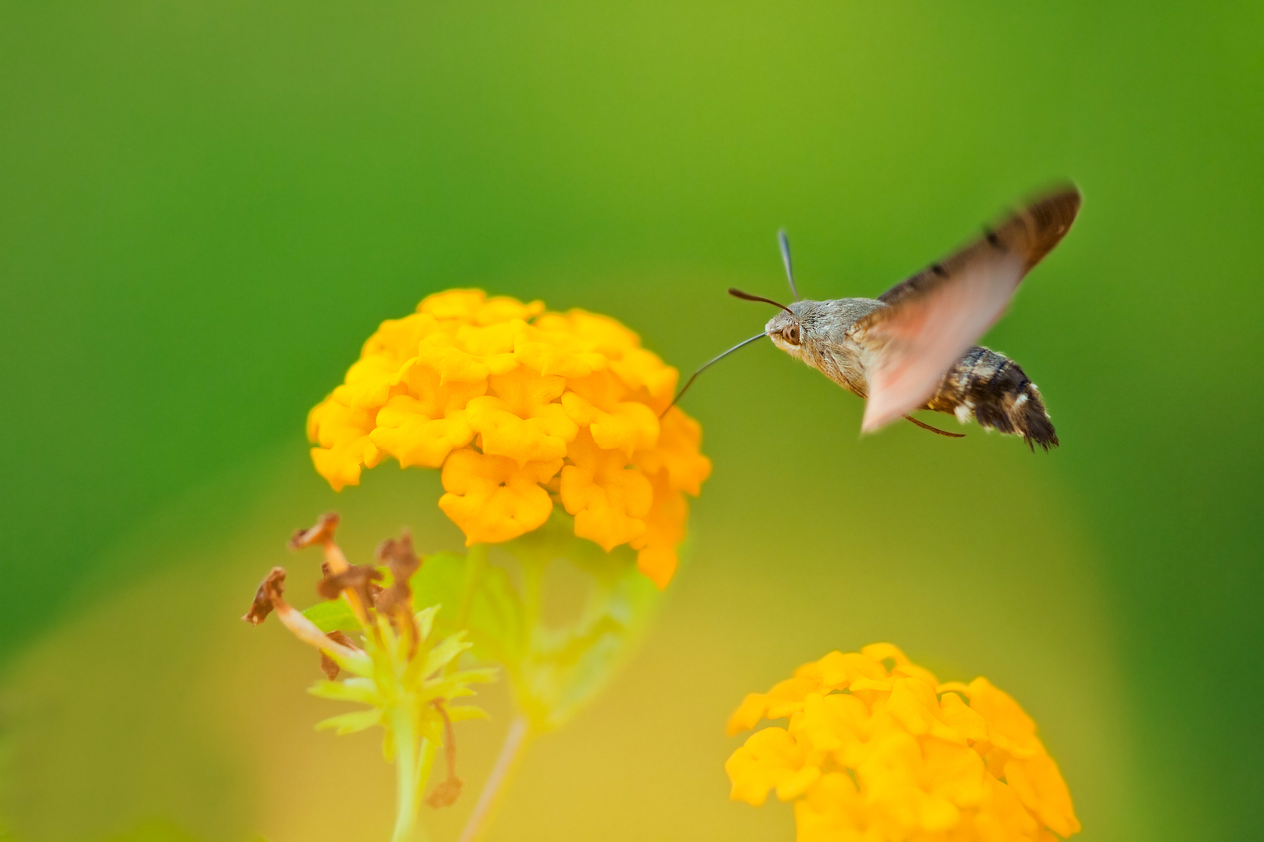 Macroglossa Stellatarum su Lantana