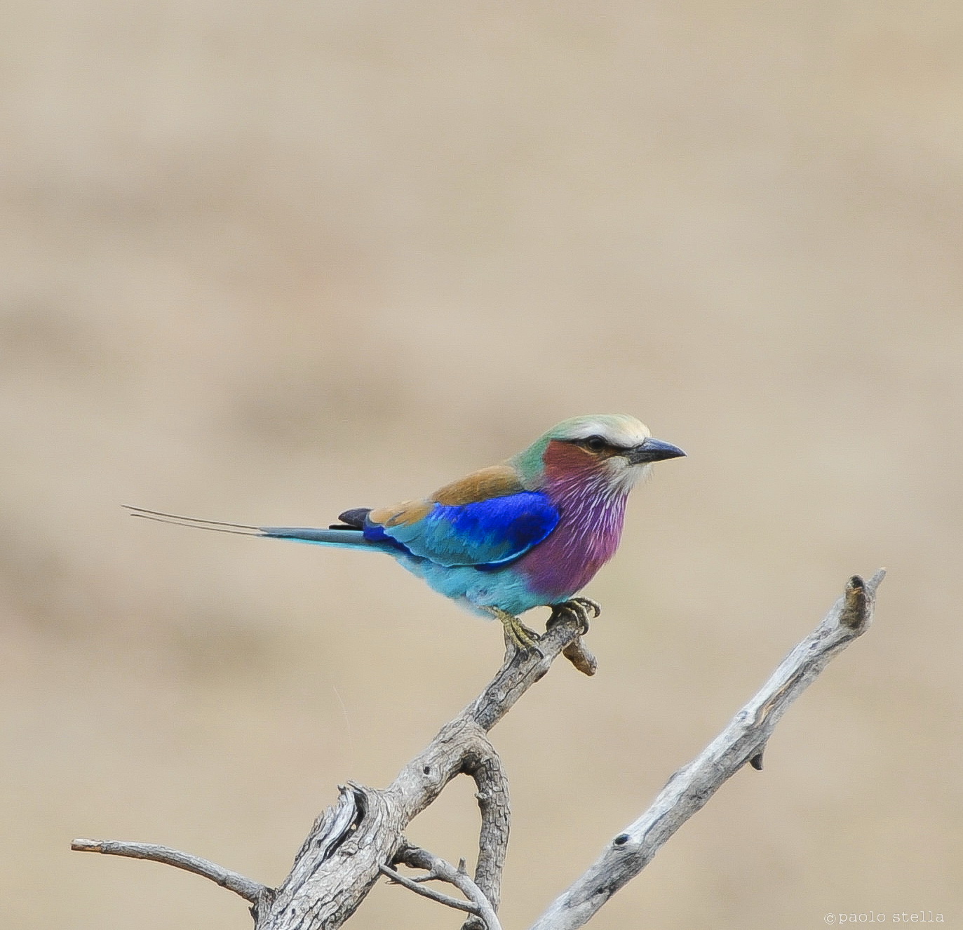 Lilac-breasted Roller