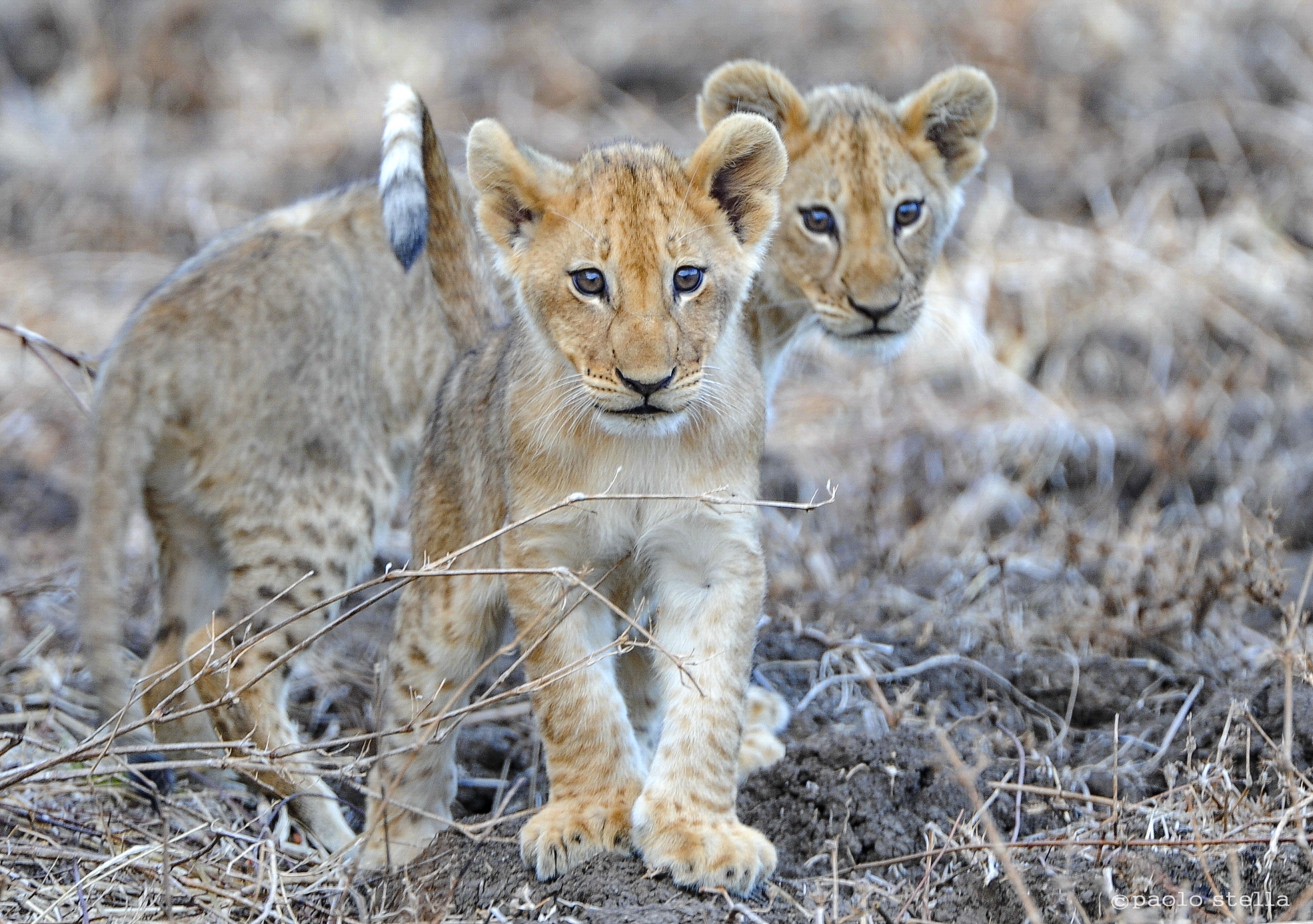lion cubs