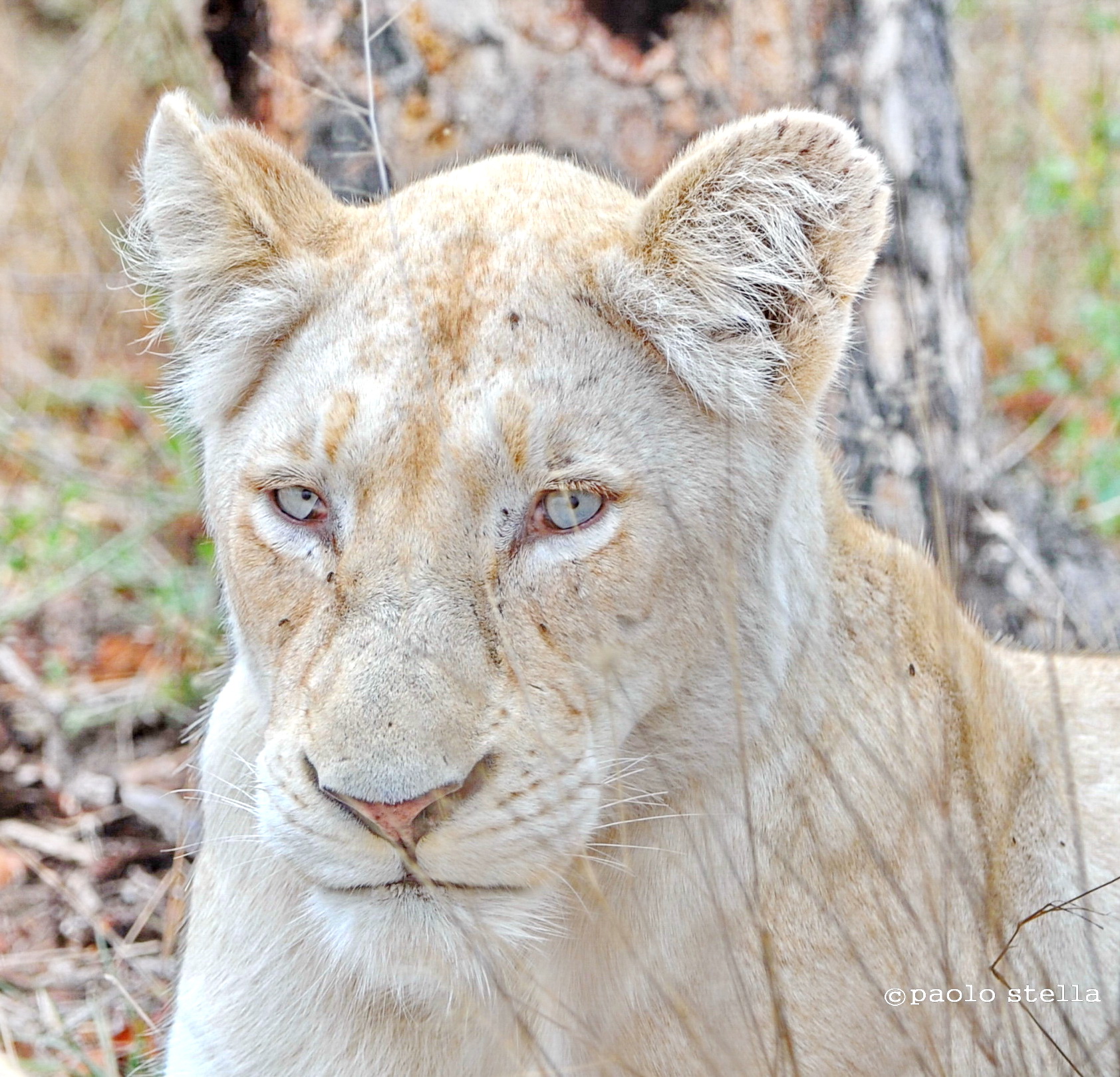 White Lion
