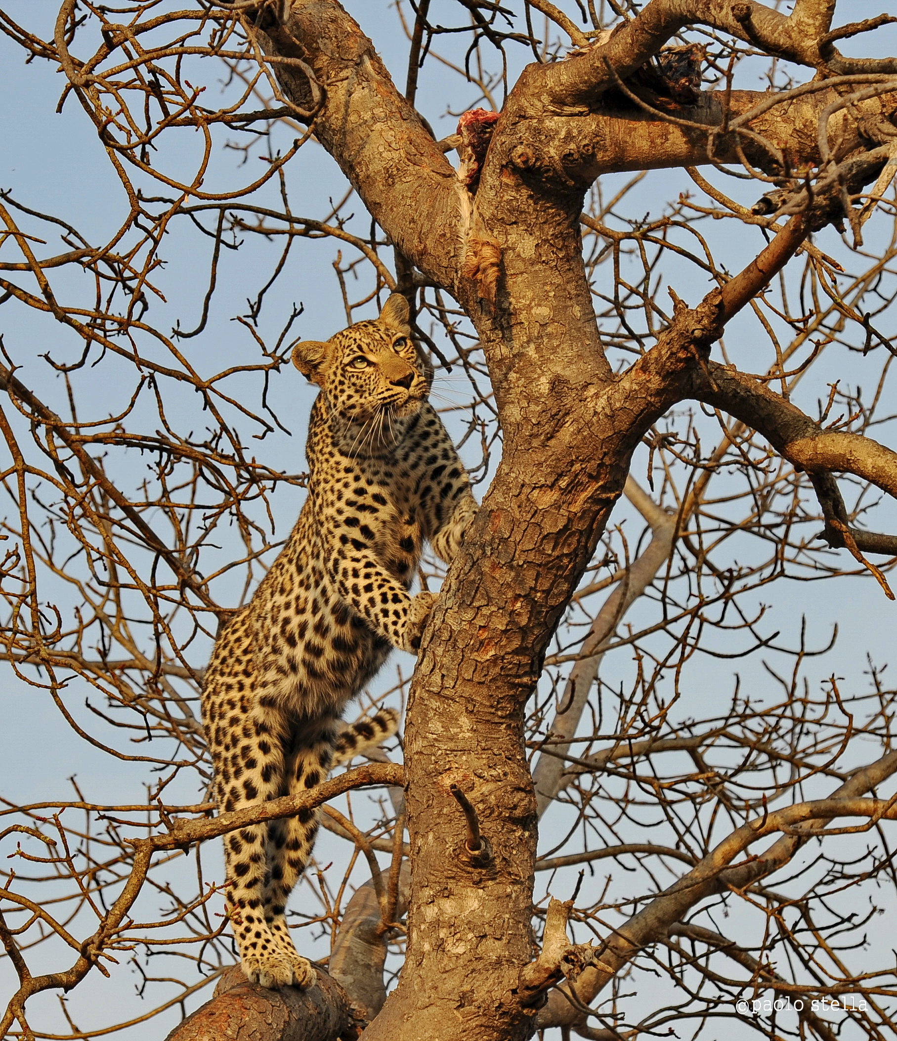 young leopard female on a tree