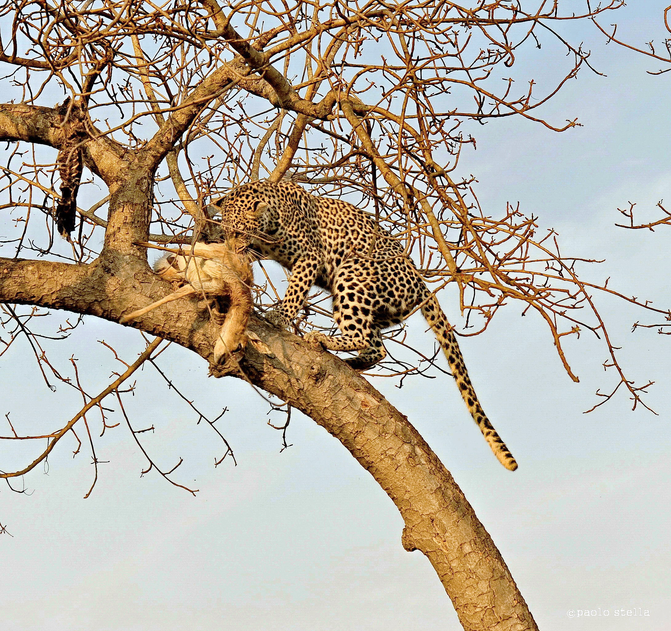 the leopard and the impala