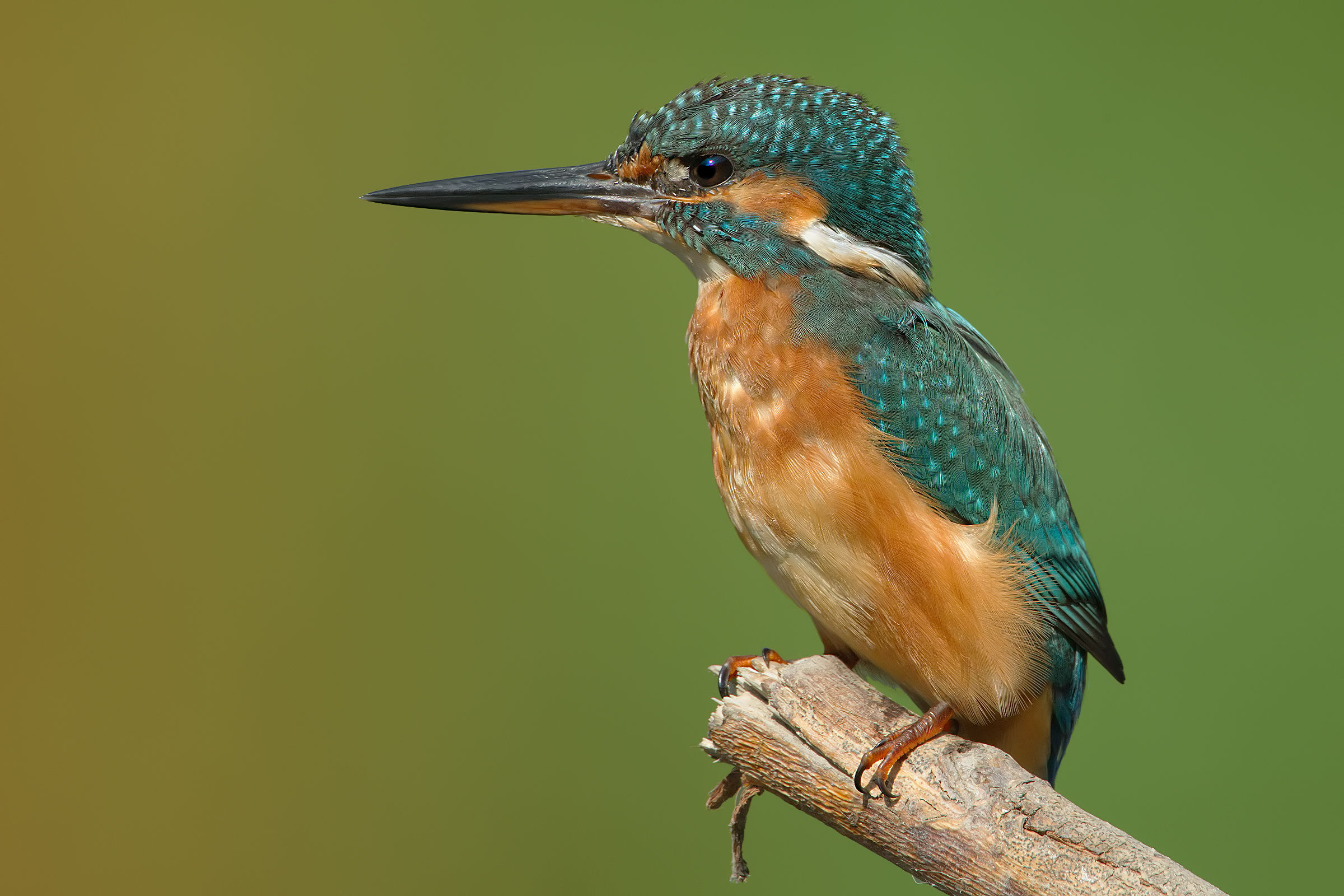 Natural Alcedo