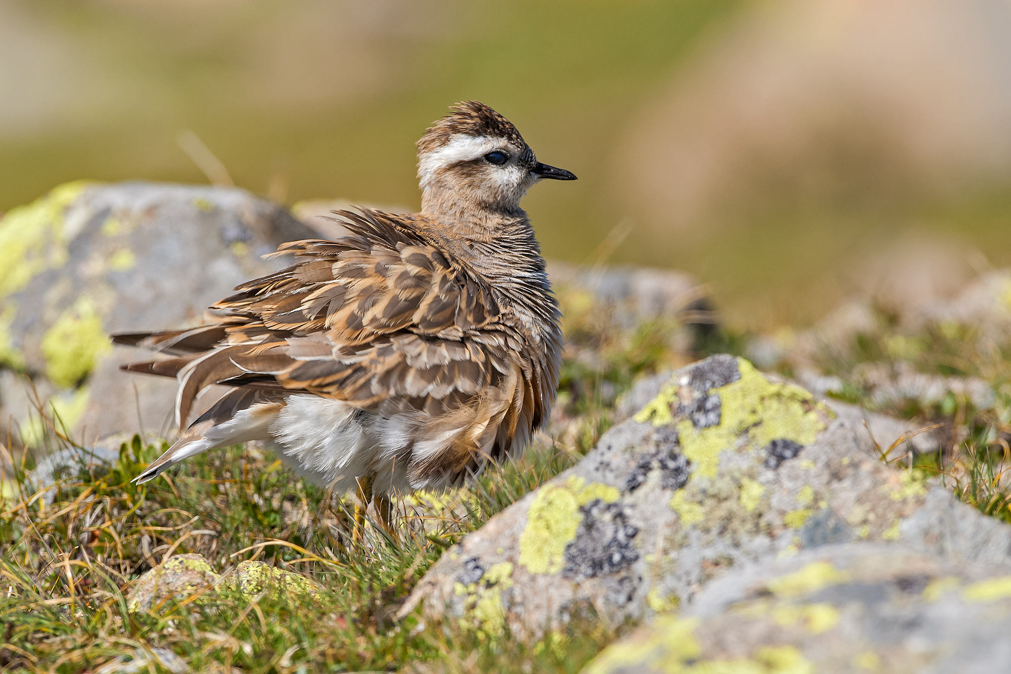 dotterel