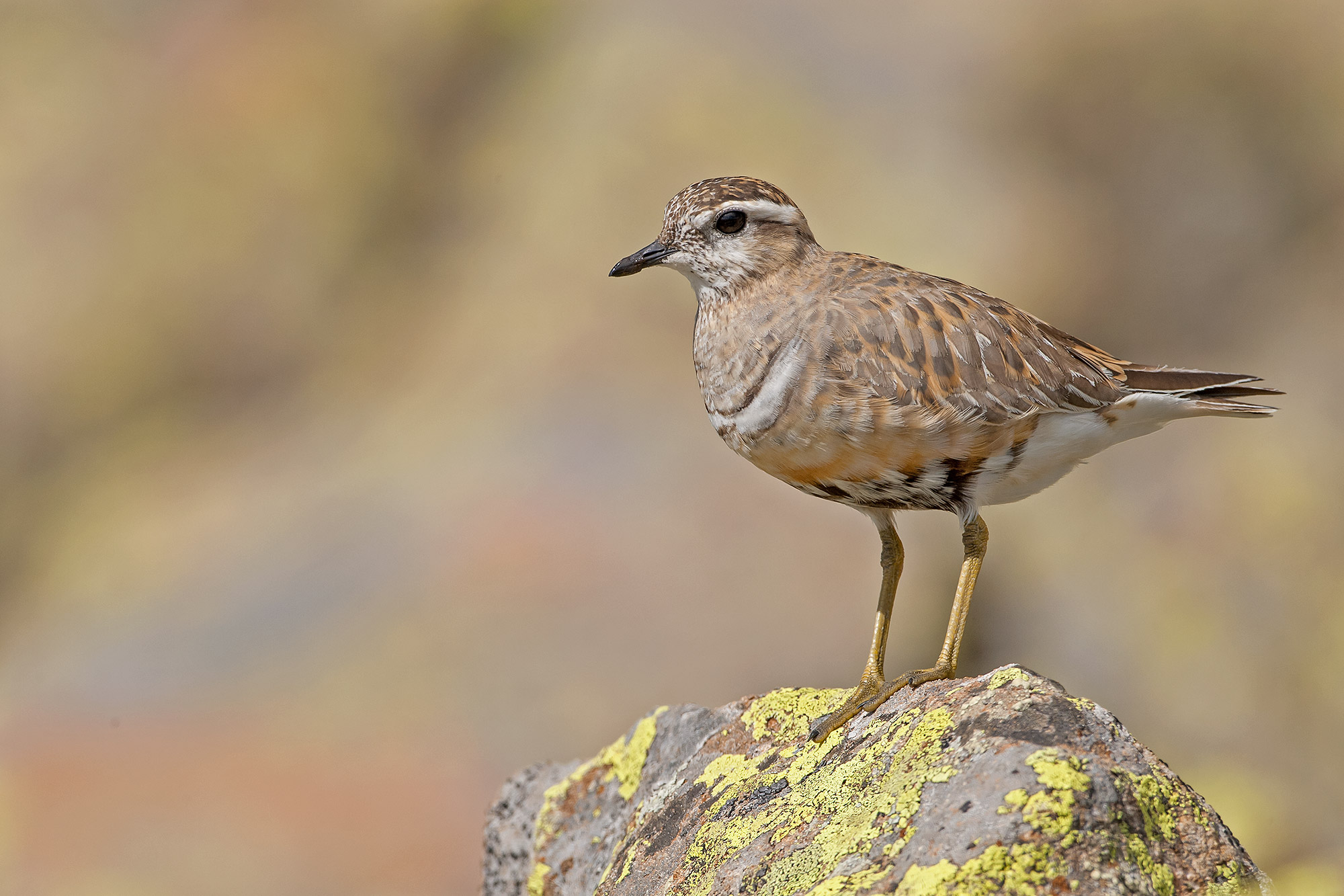 dotterel