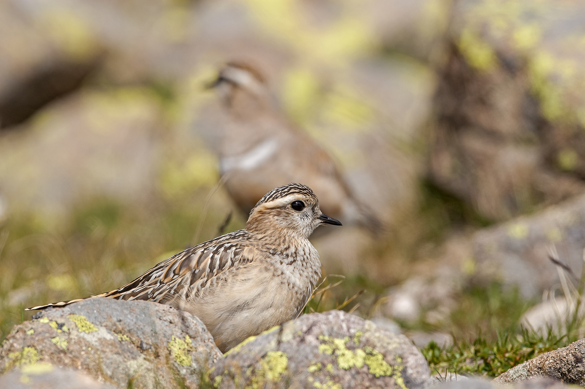 dotterel