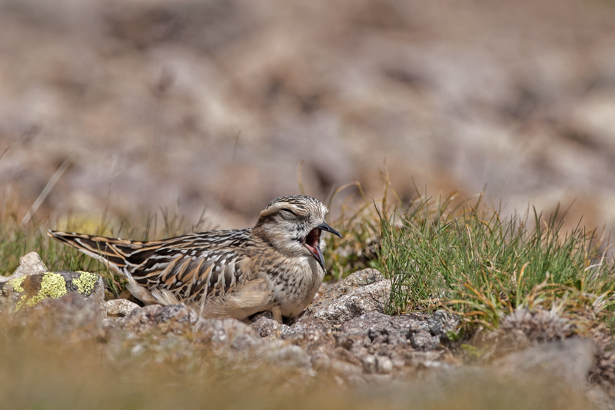 dotterel