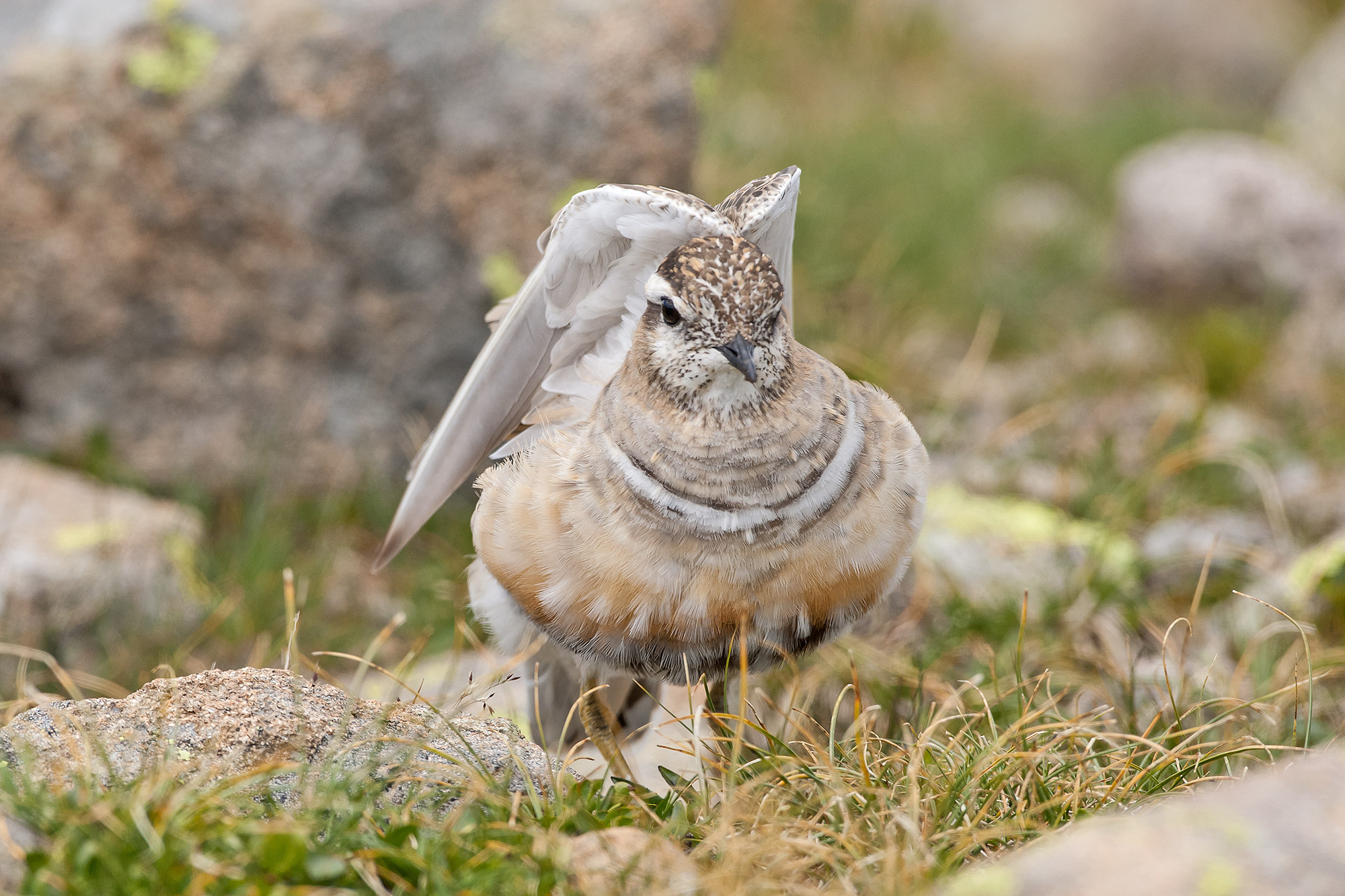 dotterel