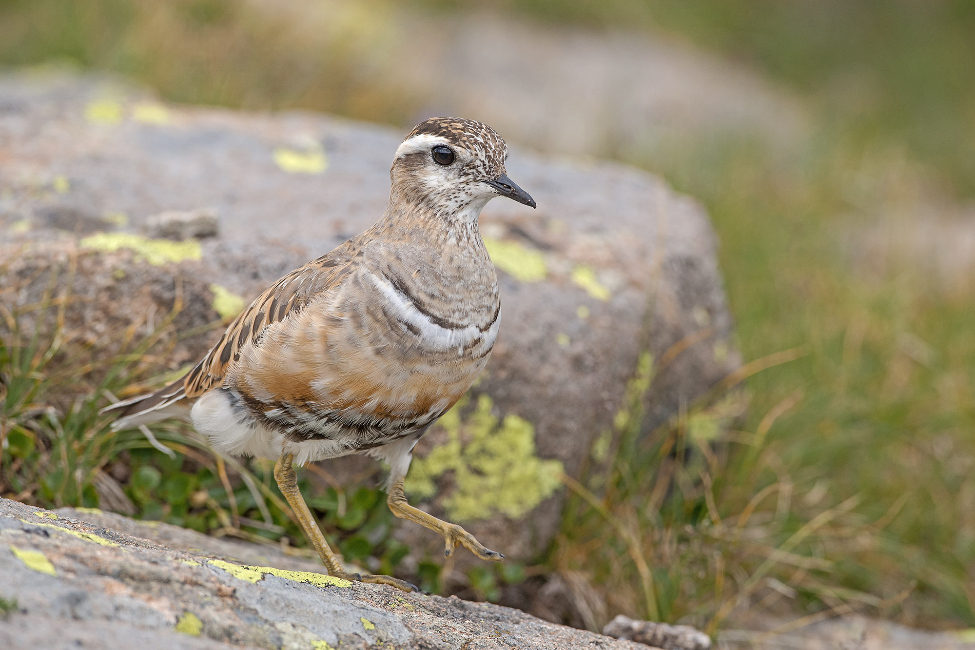 dotterel