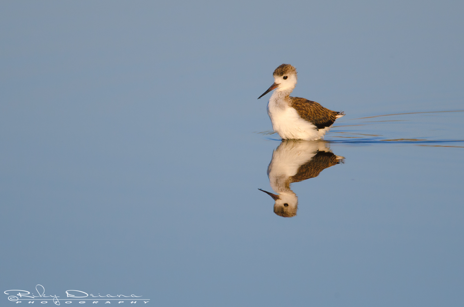 Piccoli cavalieri crescono