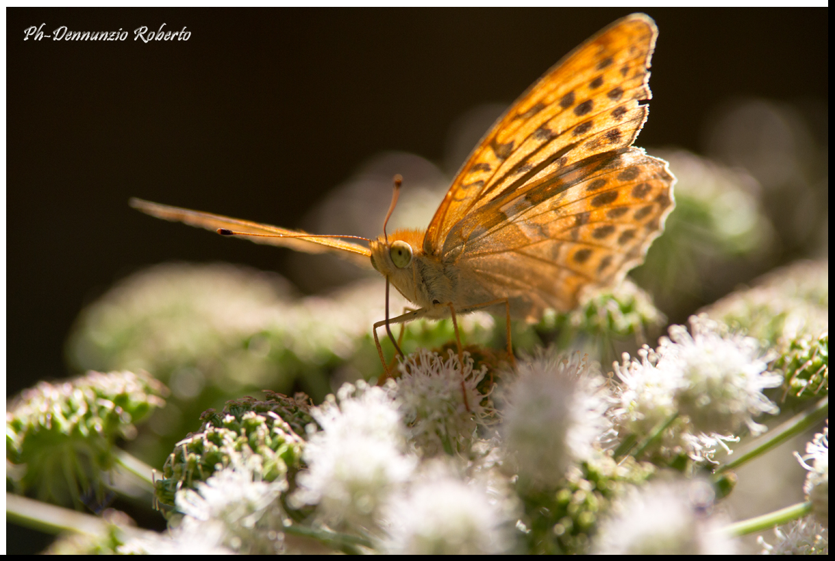 Argynnis paphia