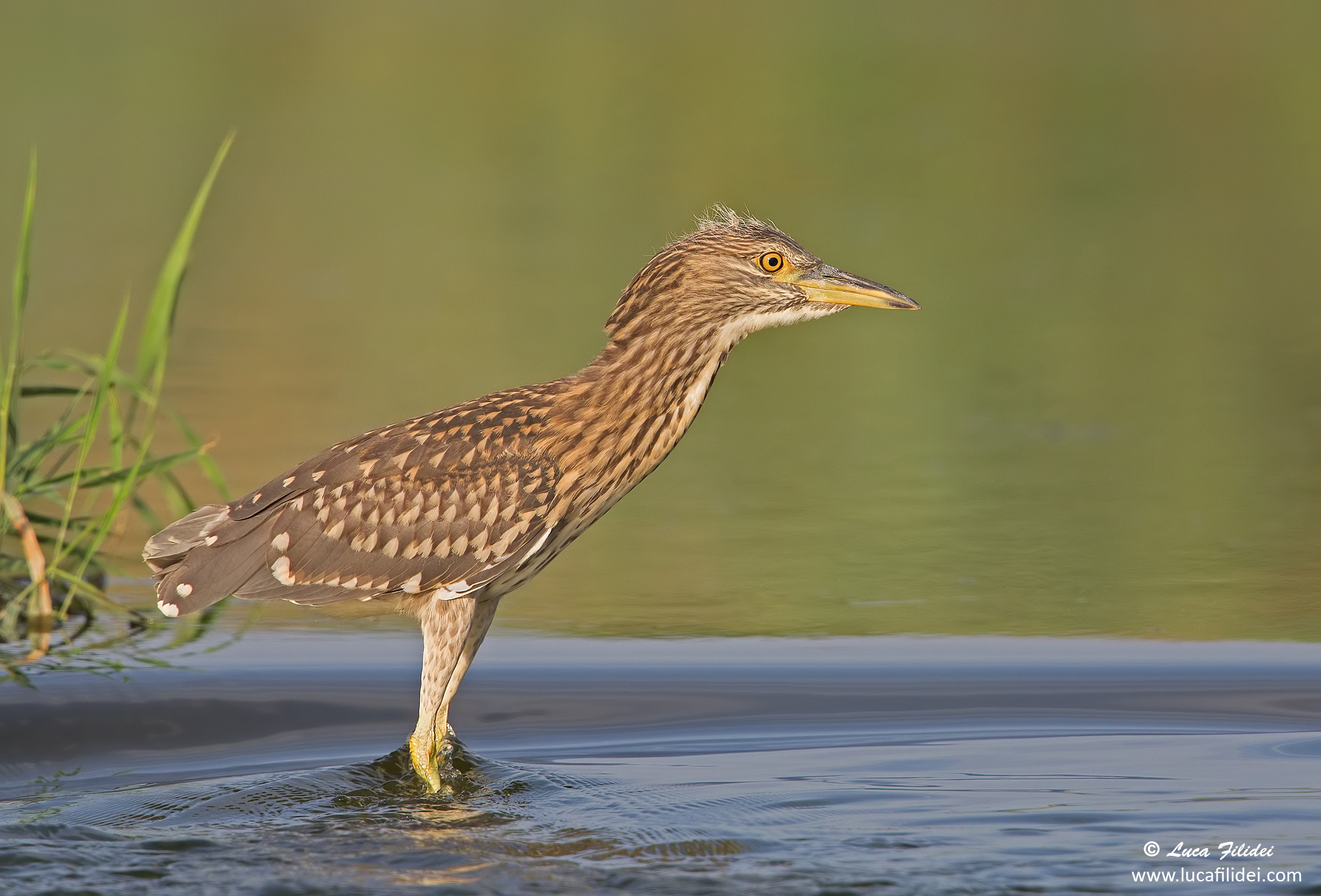 Young Black Crowned Night Heron