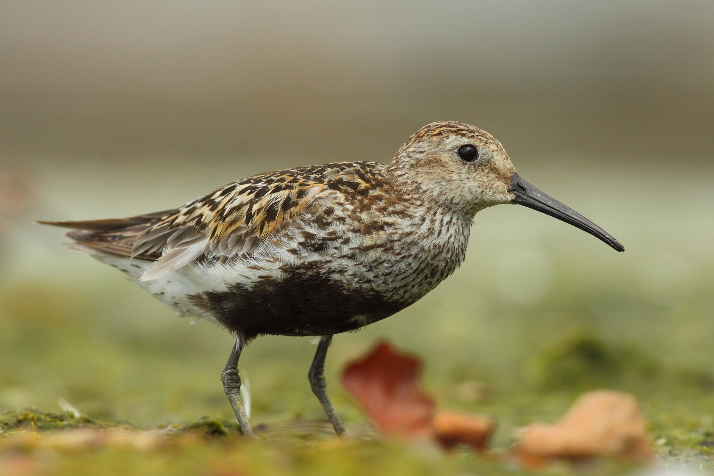 Piovanello pancia nera