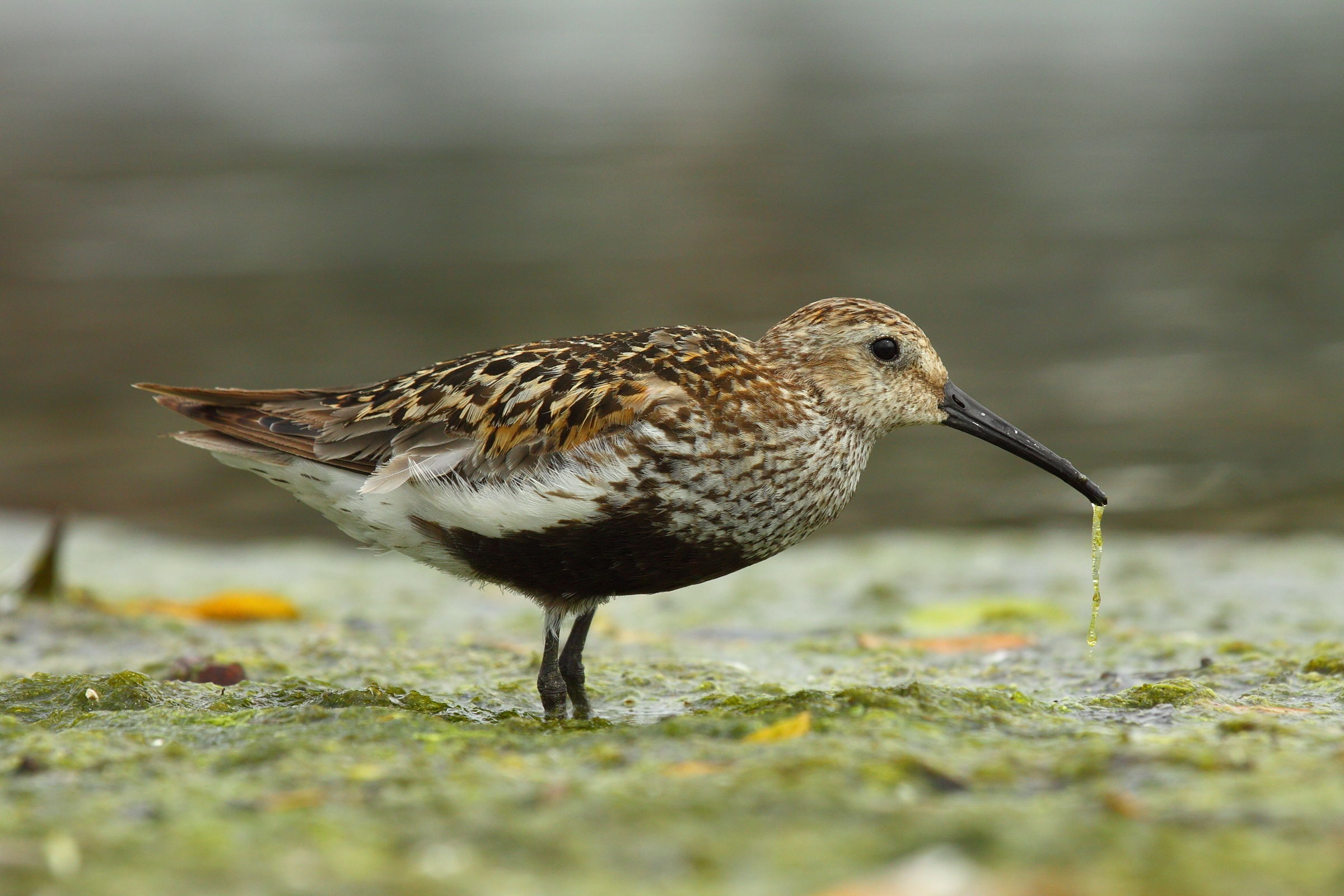 sandpiper black belly