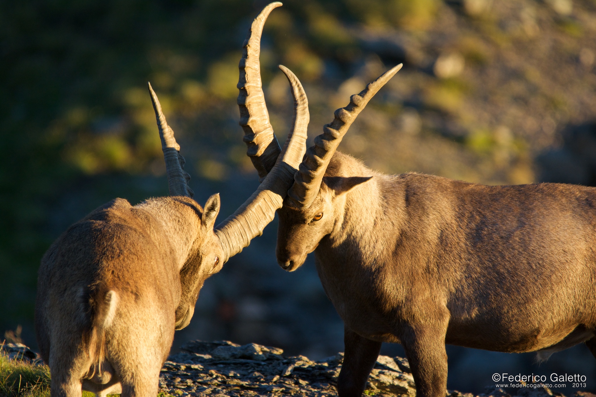 Lo scontro (aka la capocciata)