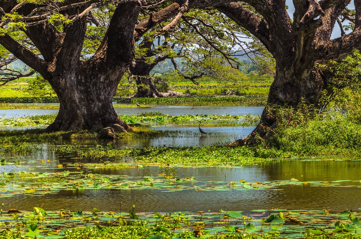 Sri Lanka - Tissamahara Lake