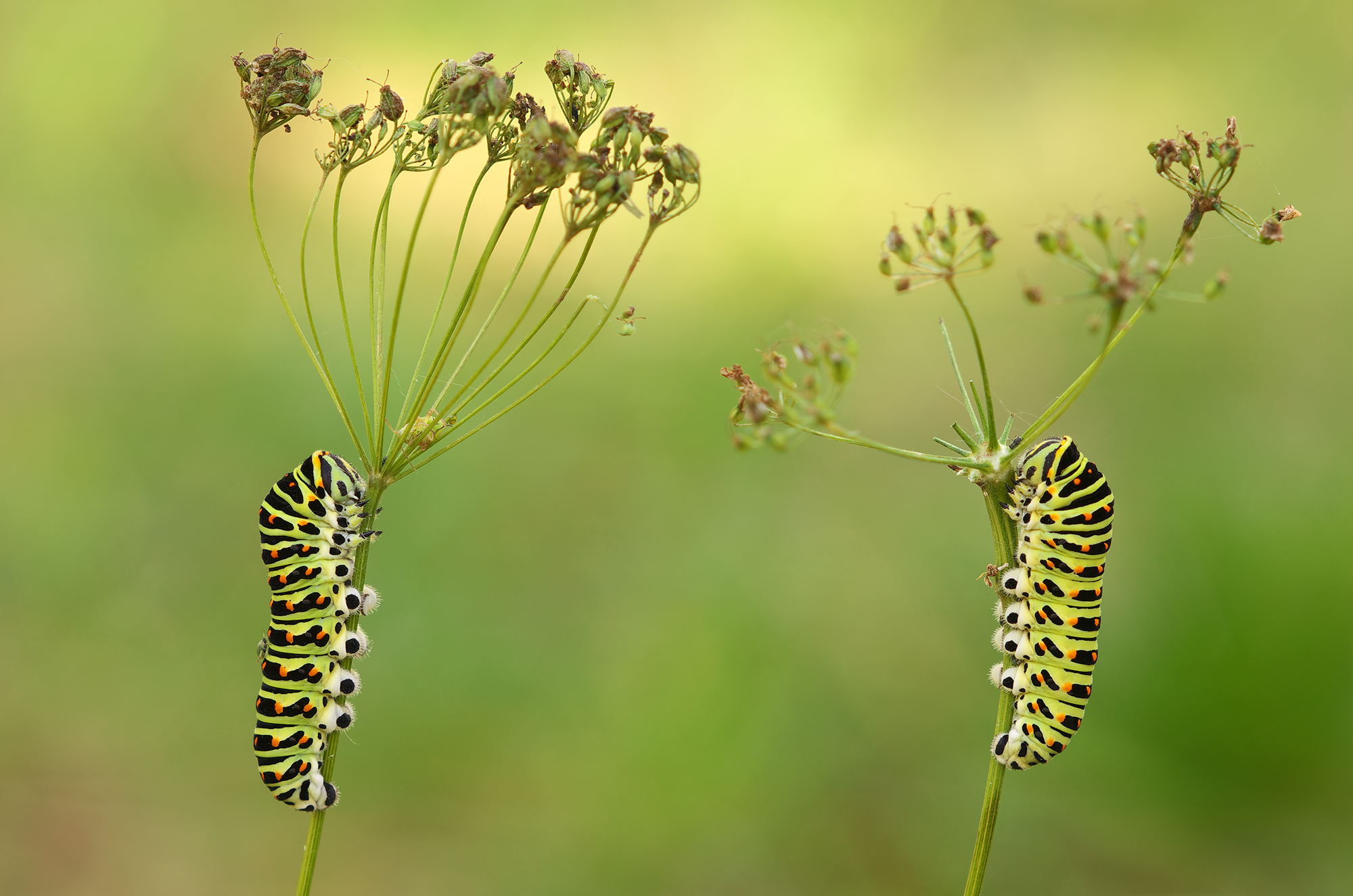Doppia Papilio machaon