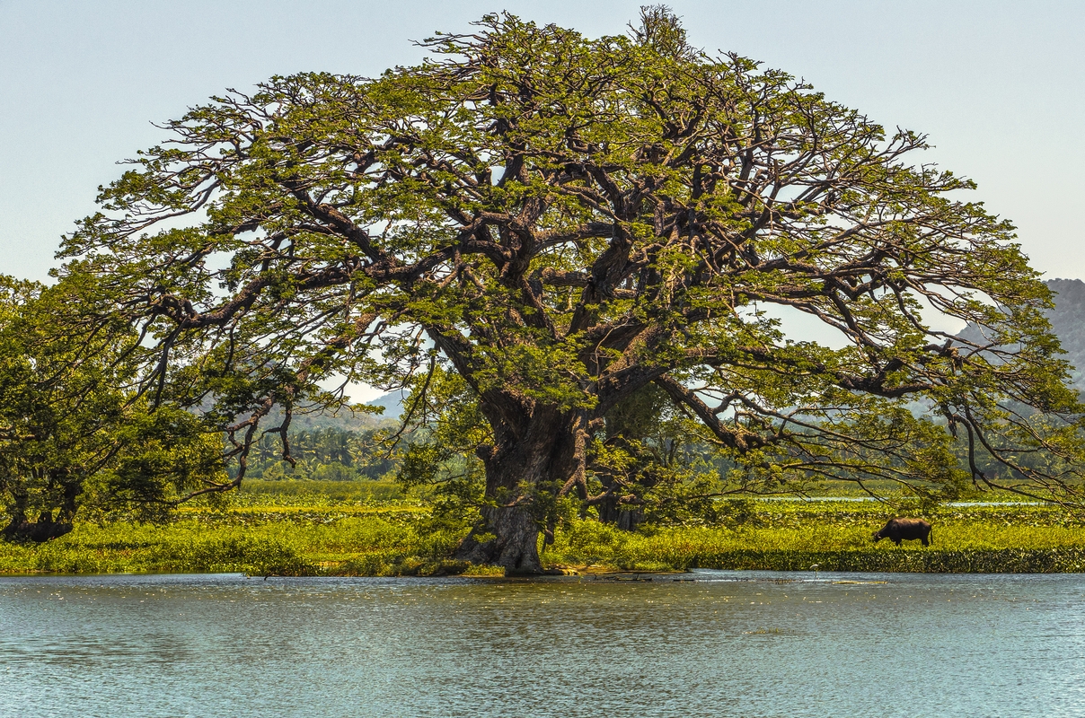 Sri Lanka - Tissamahara Lake