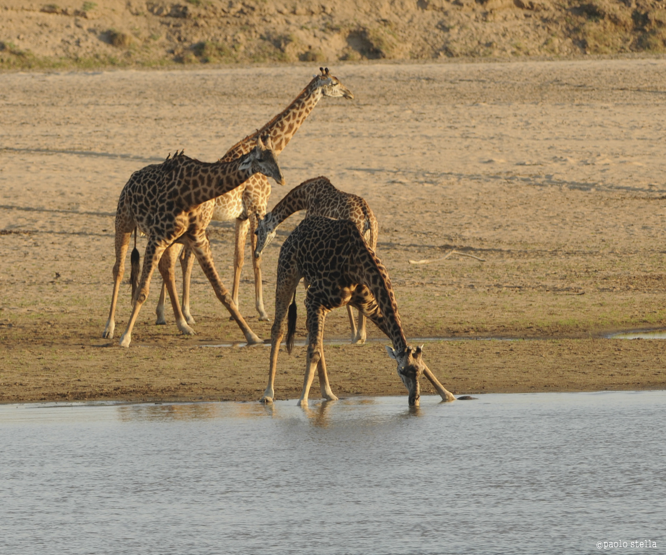 drinking at the sunset