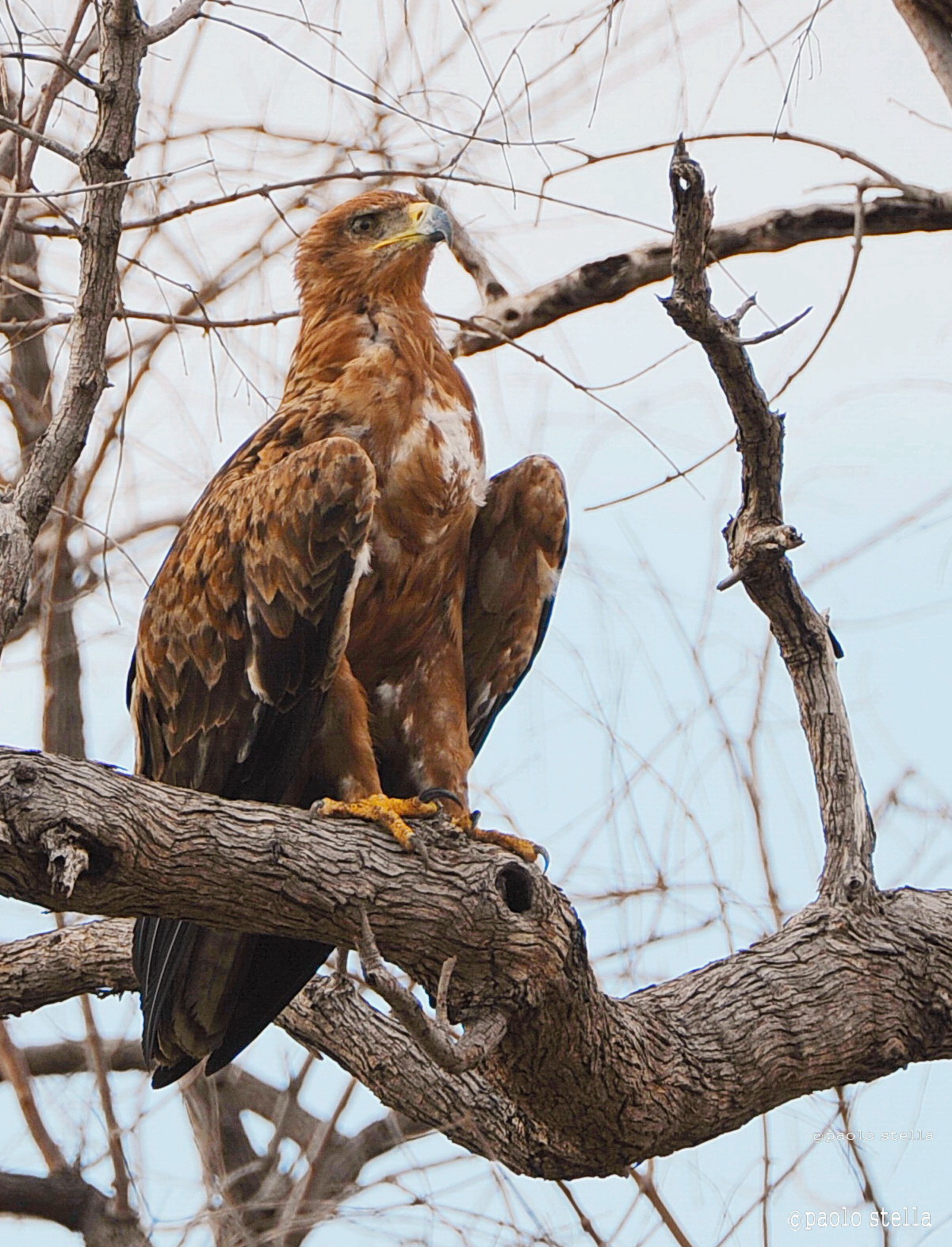 tawny eagle