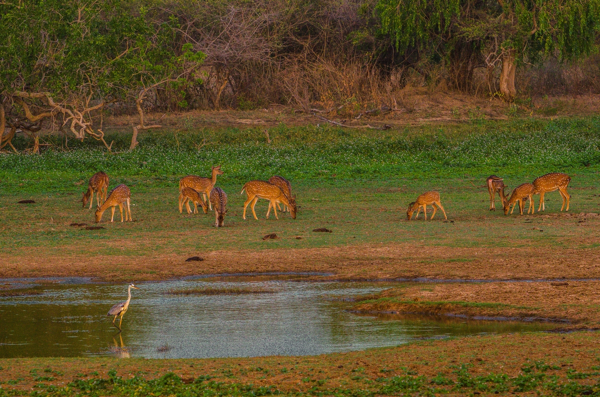 Sri Lanka - Last light on Yala National Park