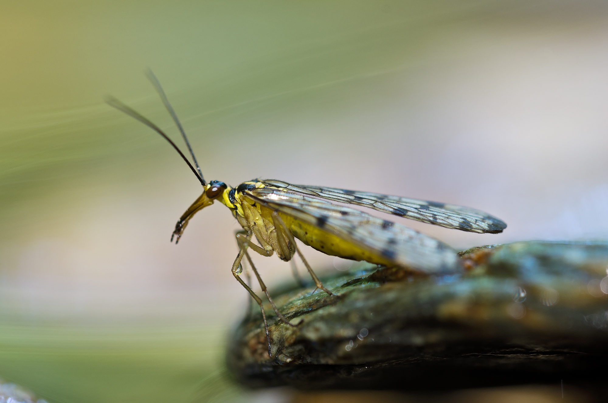Panorpa communis (Linnaeus, 1758) -  Panorpidae mosca s