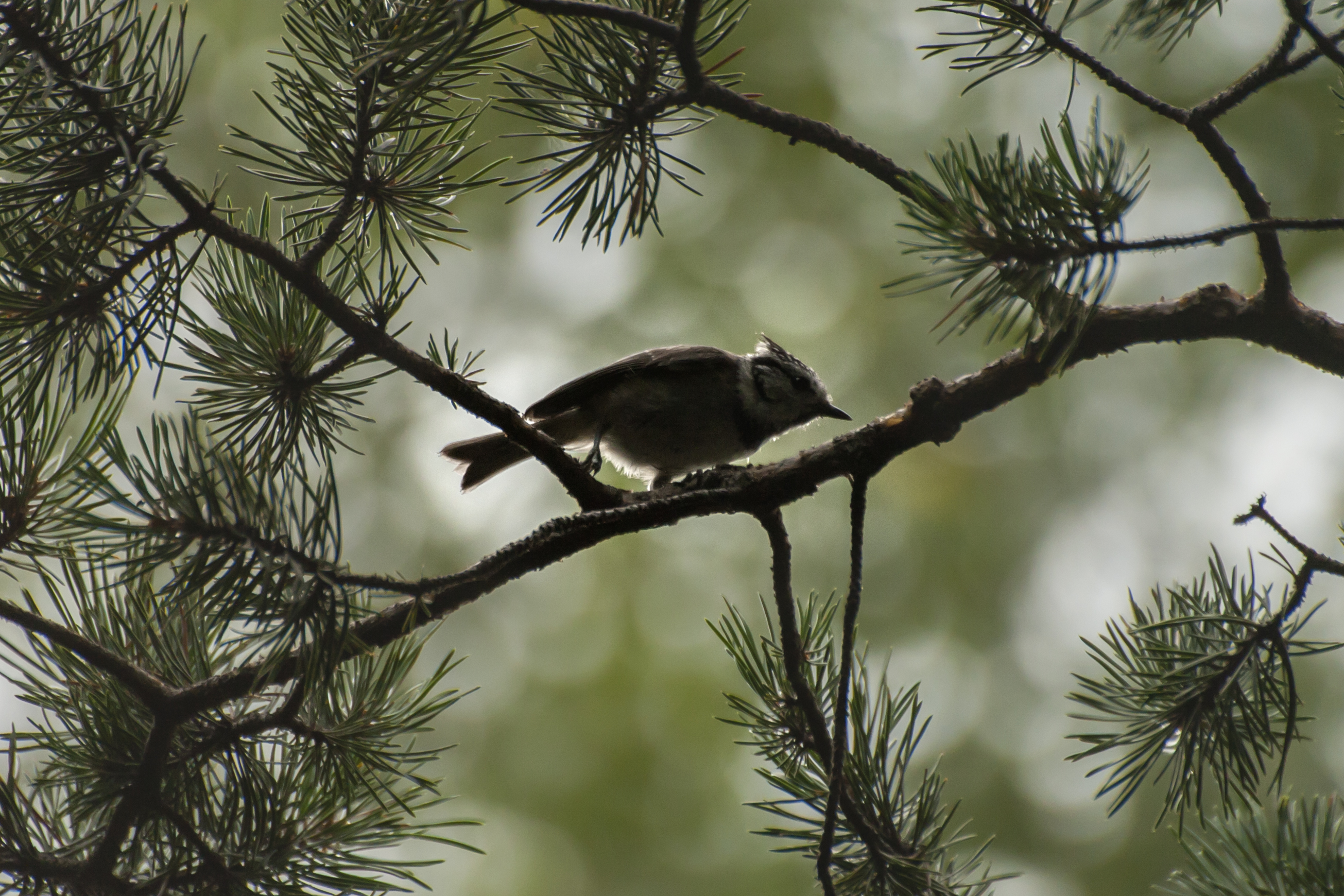 Lophophanes cristatus