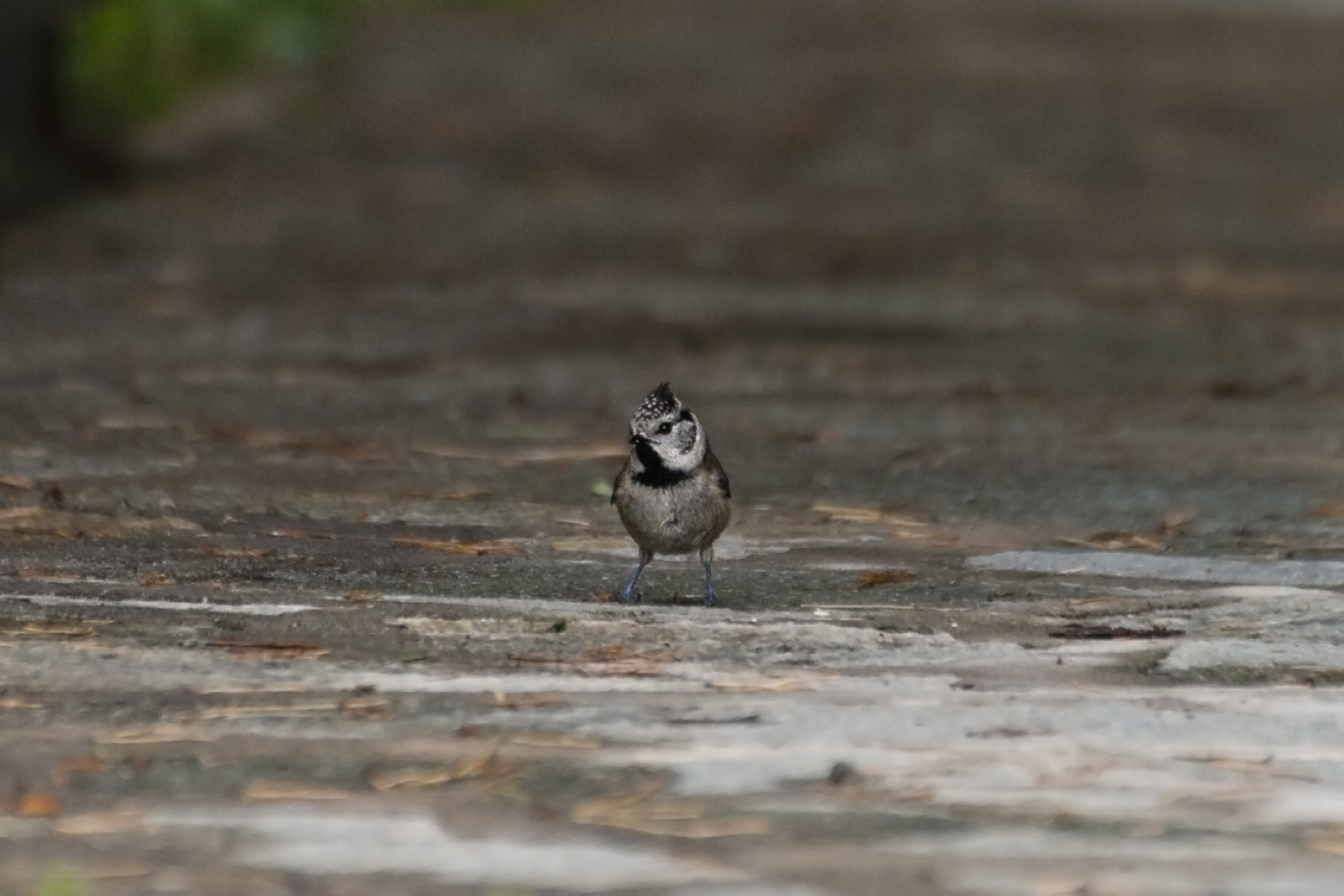 Lophophanes cristatus