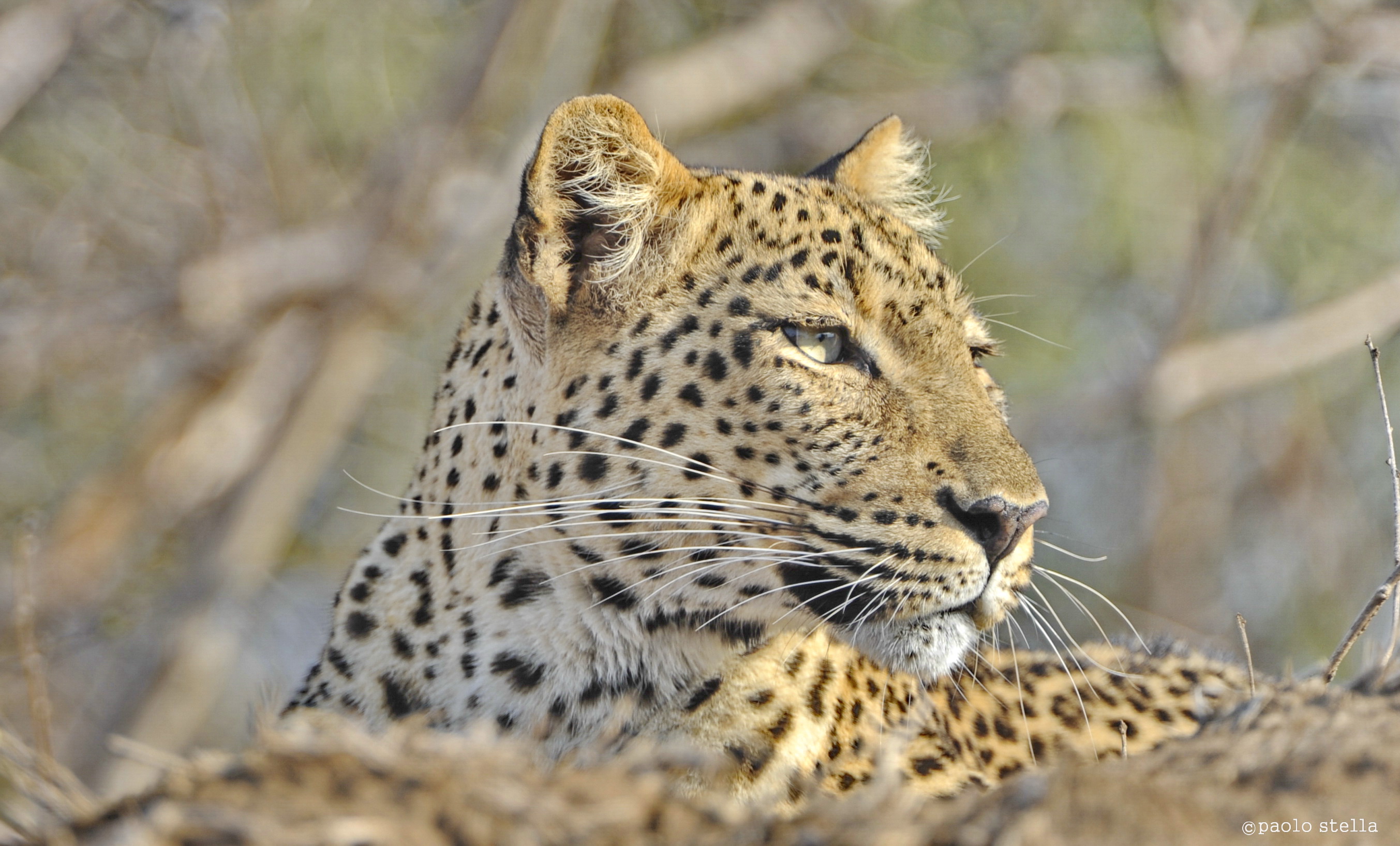 leopard close-up at the sunset