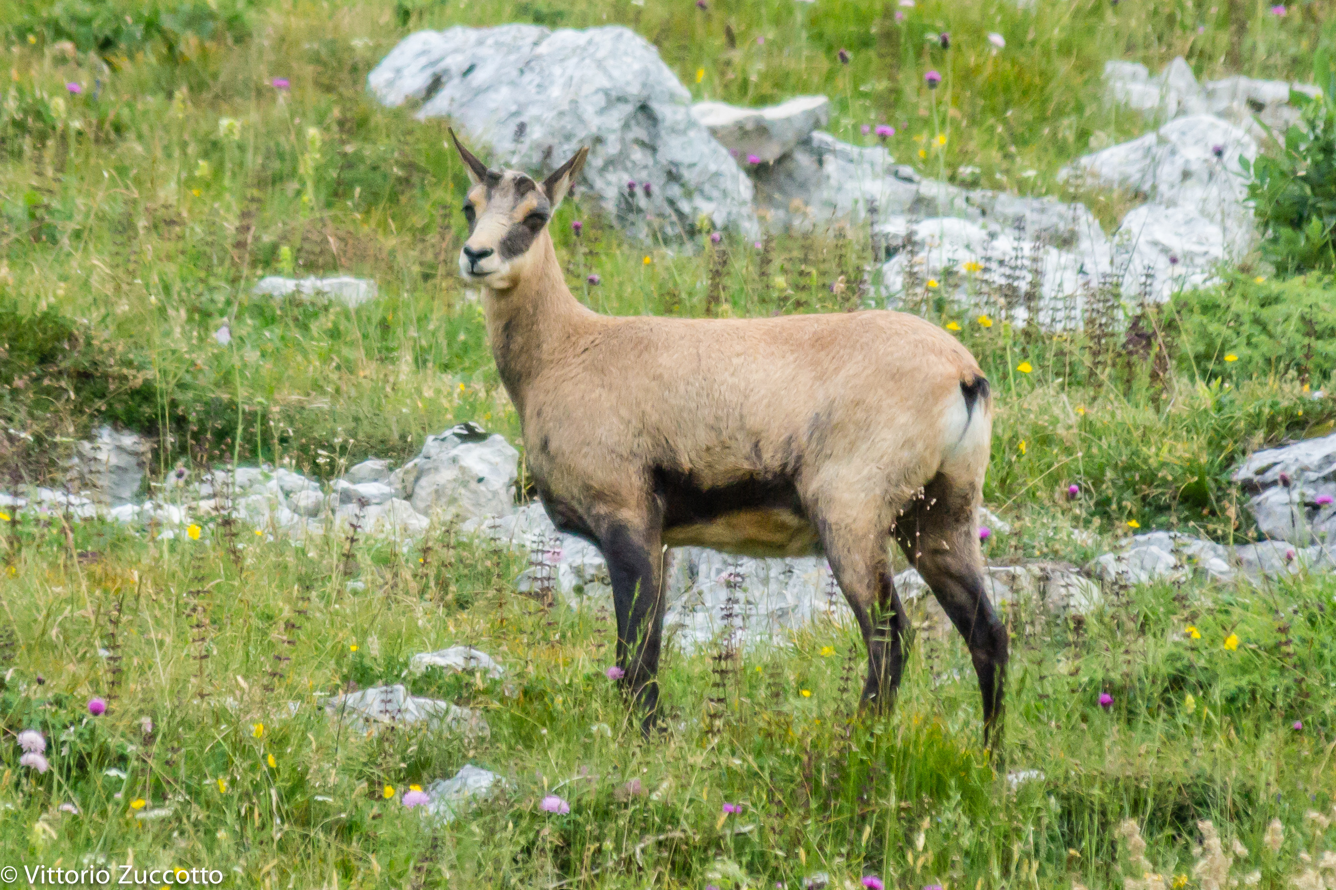 Roe deer in St. George (vr)