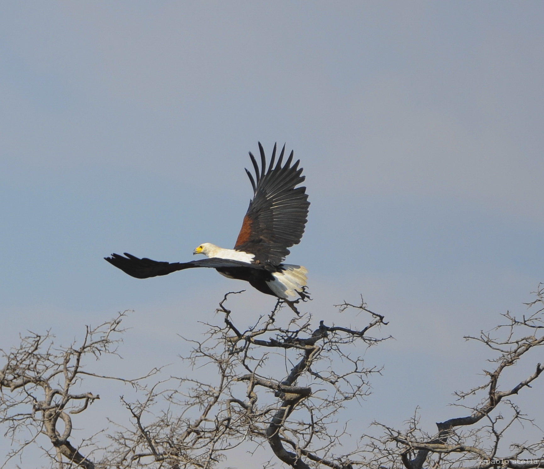 African Fish Eagle -Haliaeetus vocifer-