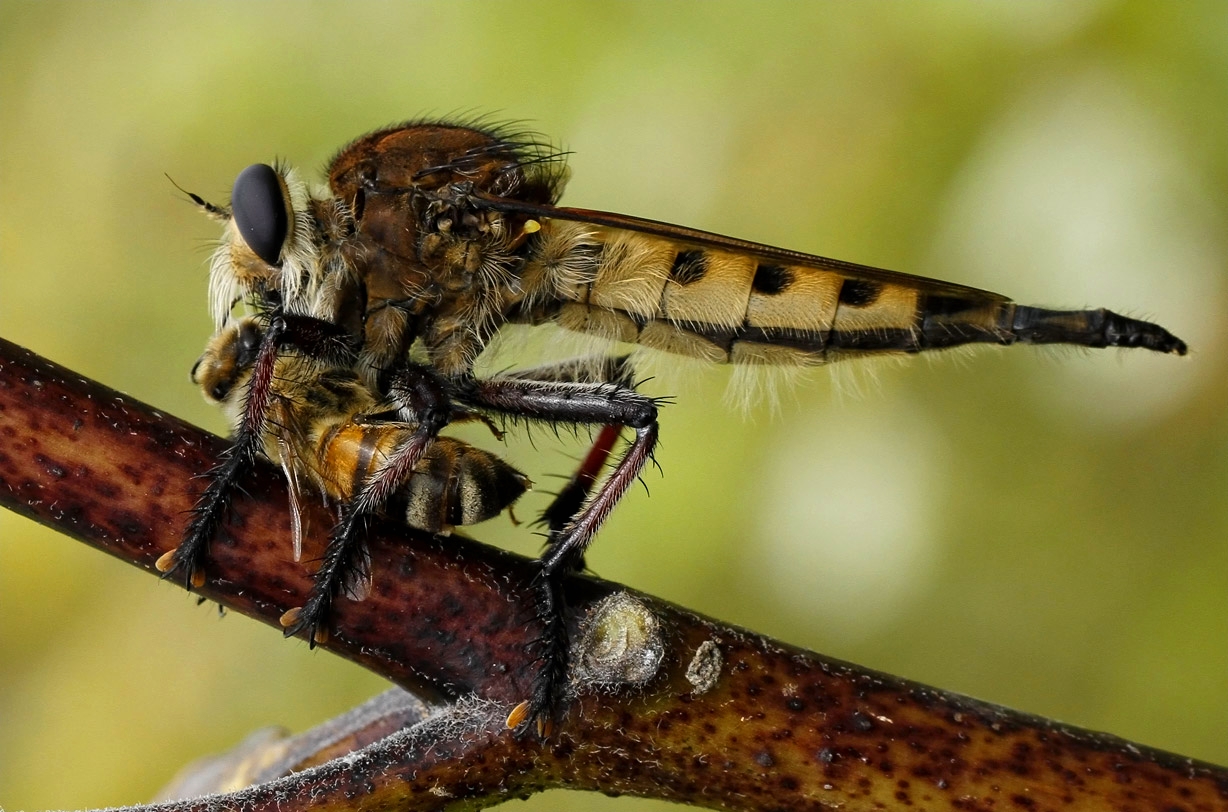 Robberfly Holding Honey Bee