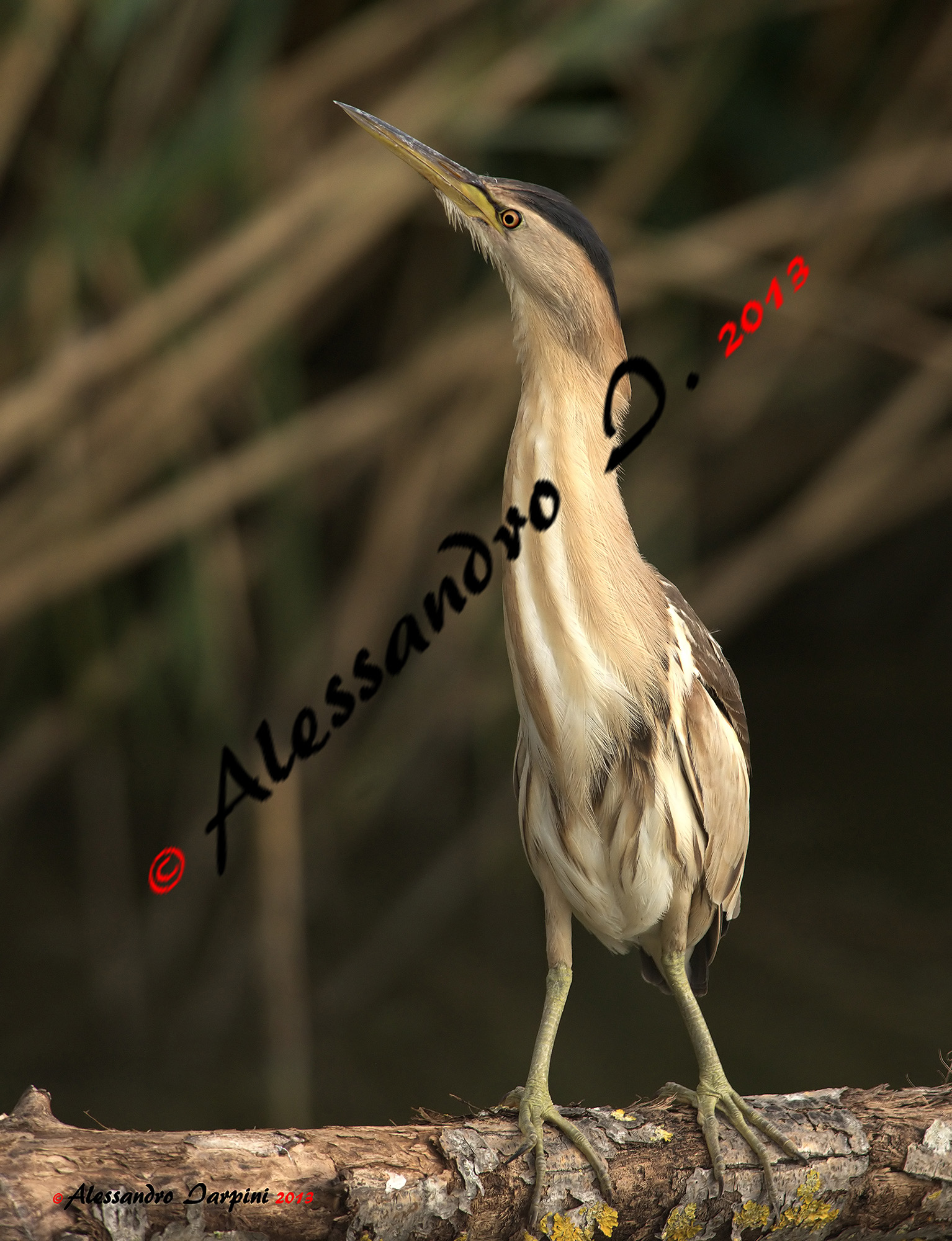 Bittern F